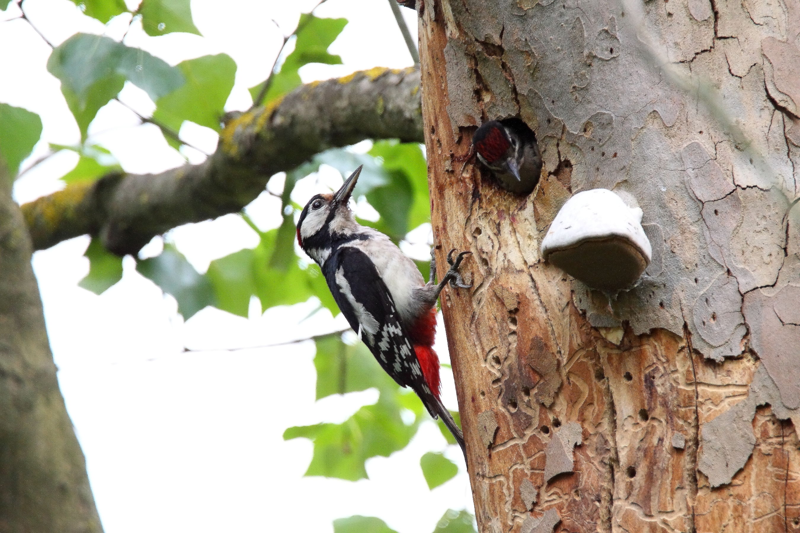 pichio rosso e piccolo