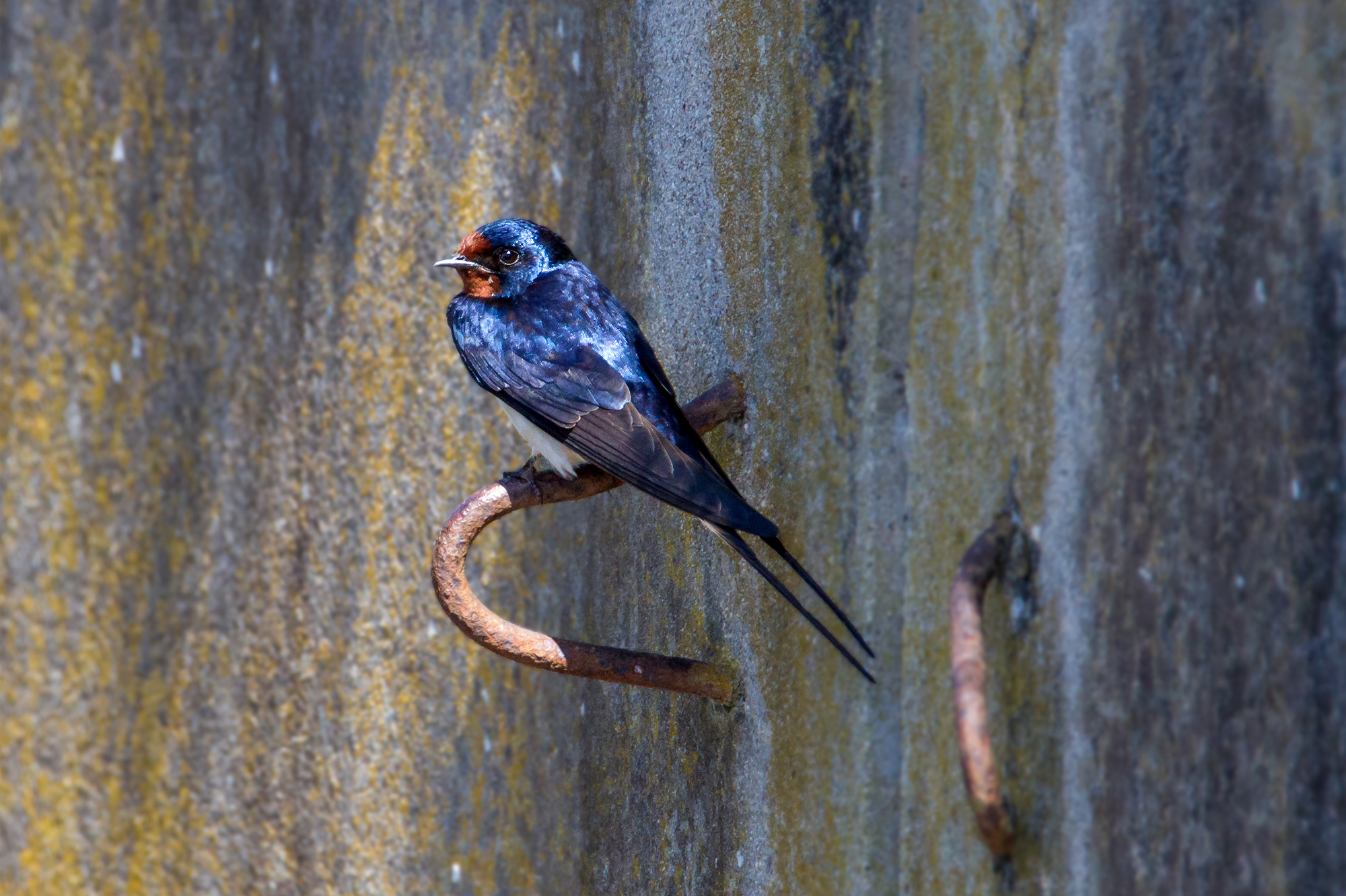 swallow (Hirundo rustica)