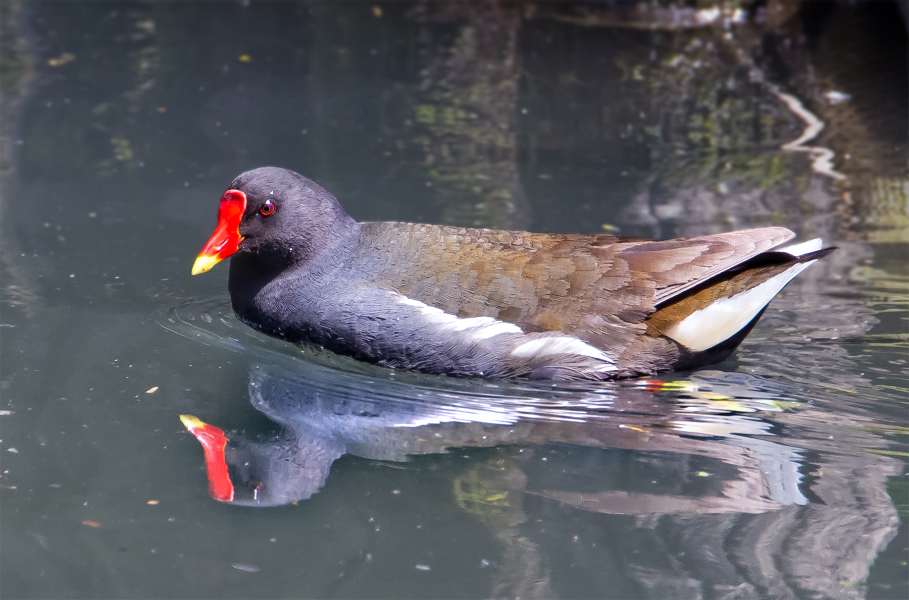 Common Moorhen (Gallinula chloropus)