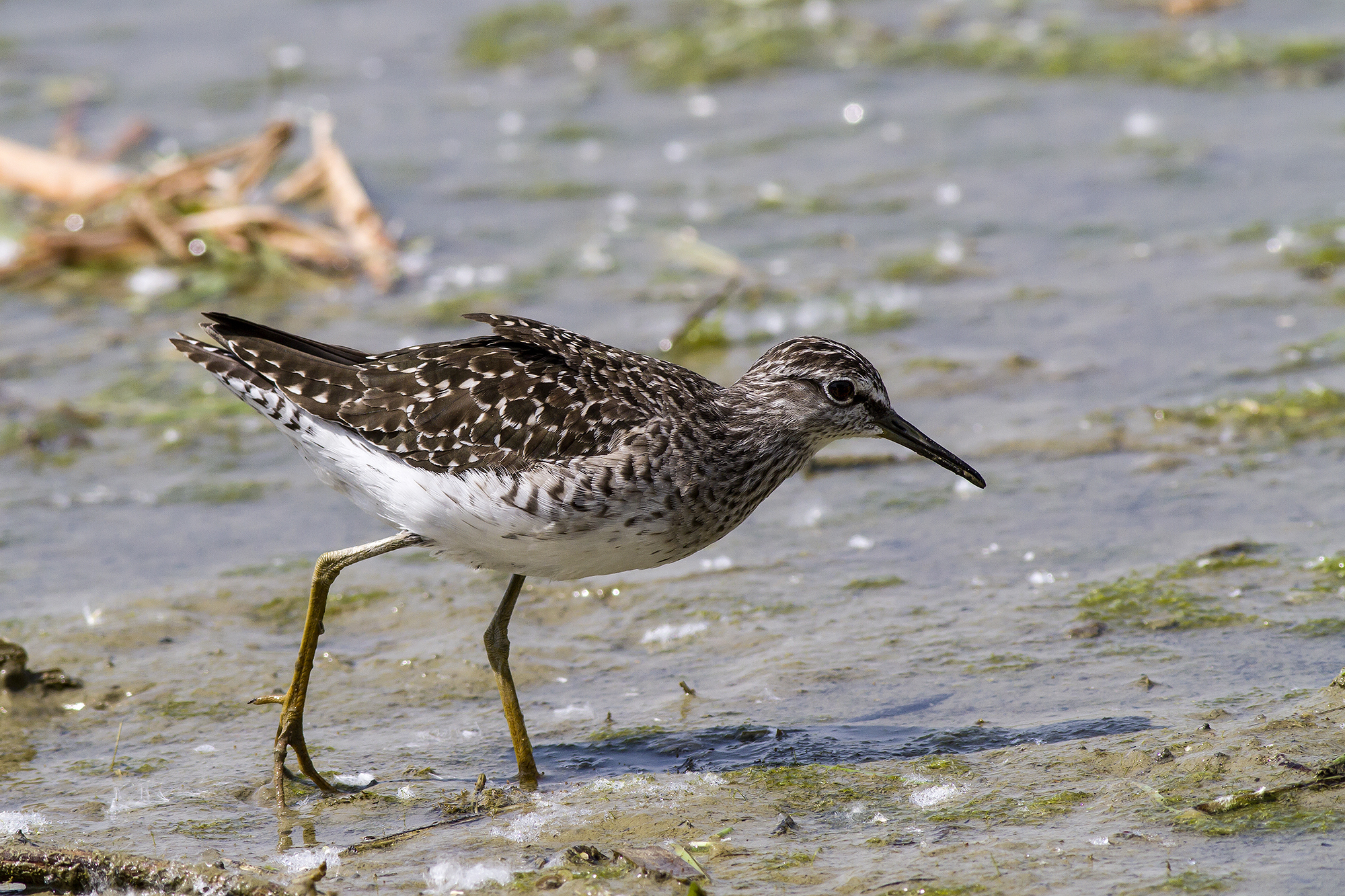 piro piro boschereccio