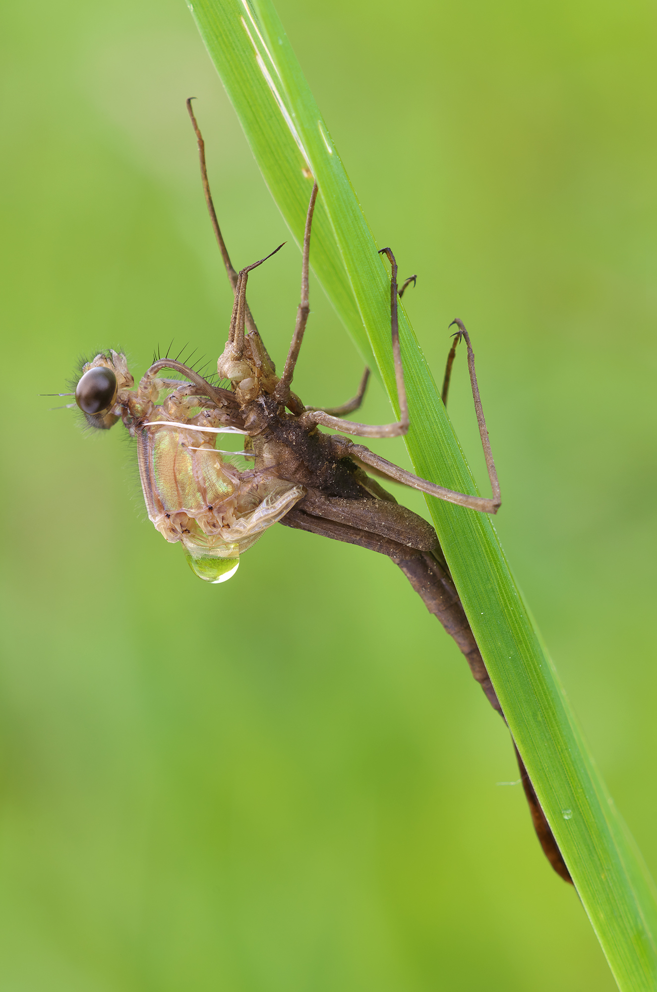 Non questa volta mia cara: (