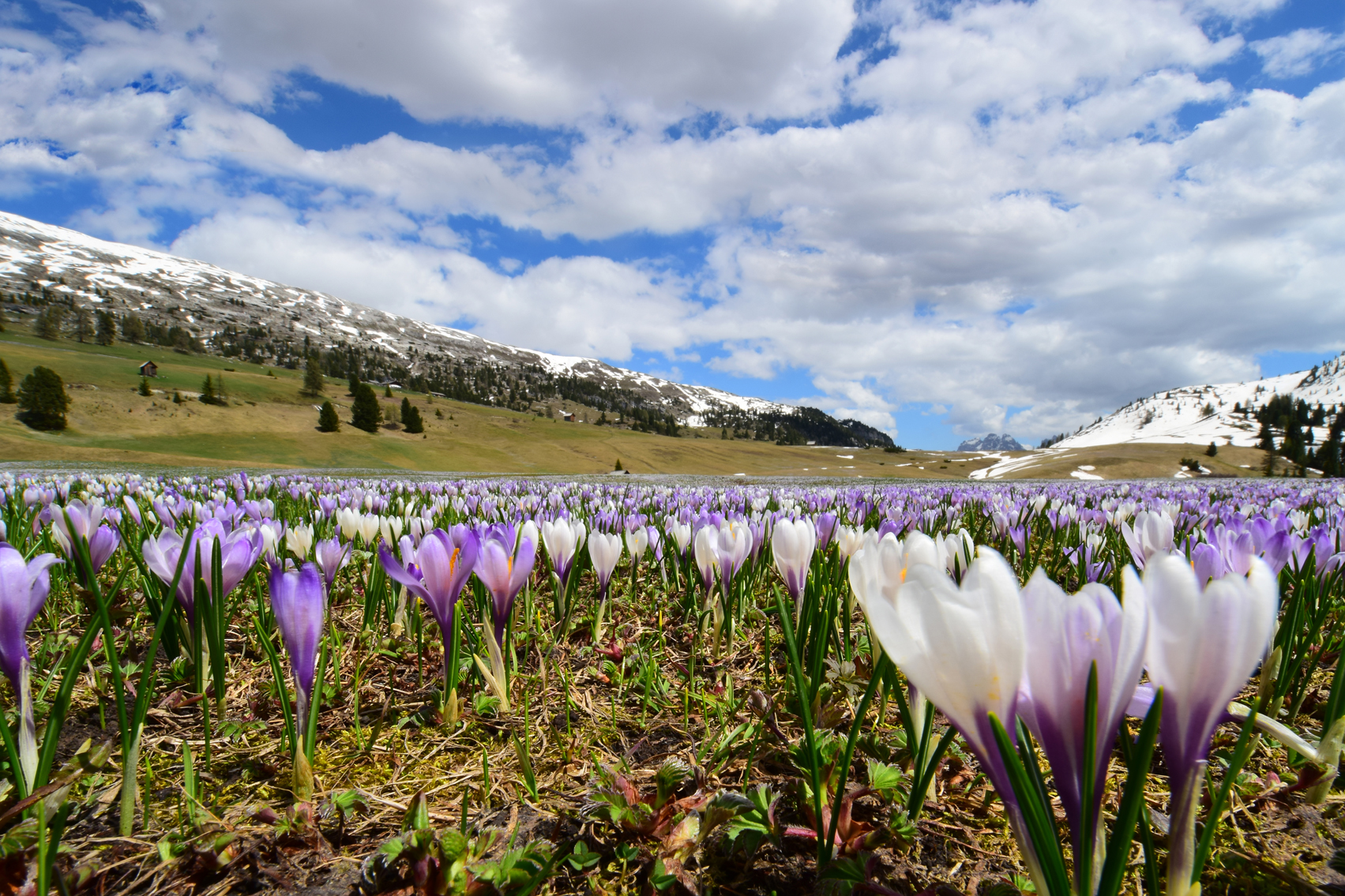 Primavera a Prato Piazza