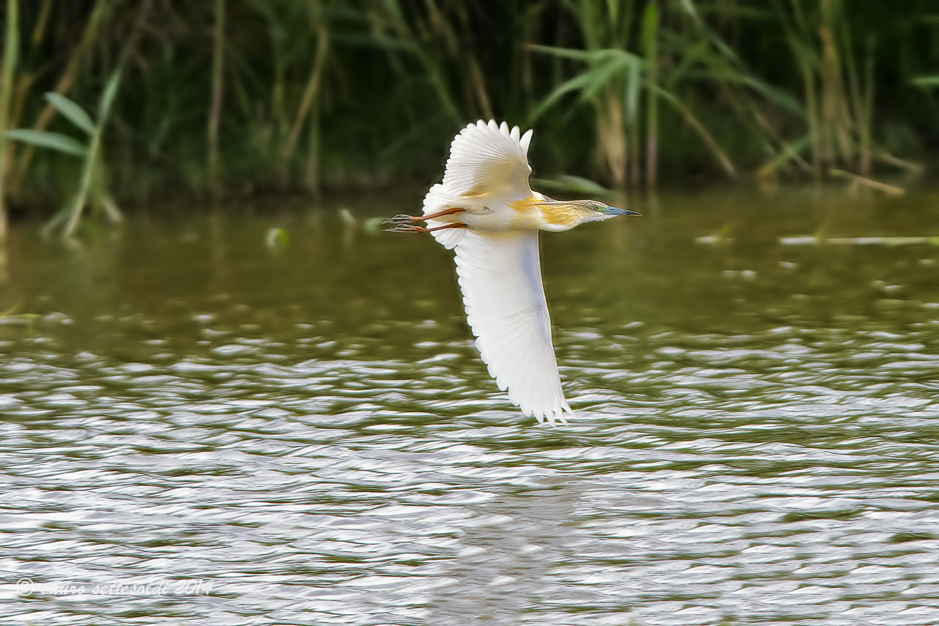 Sgarza ciuffetto in volo