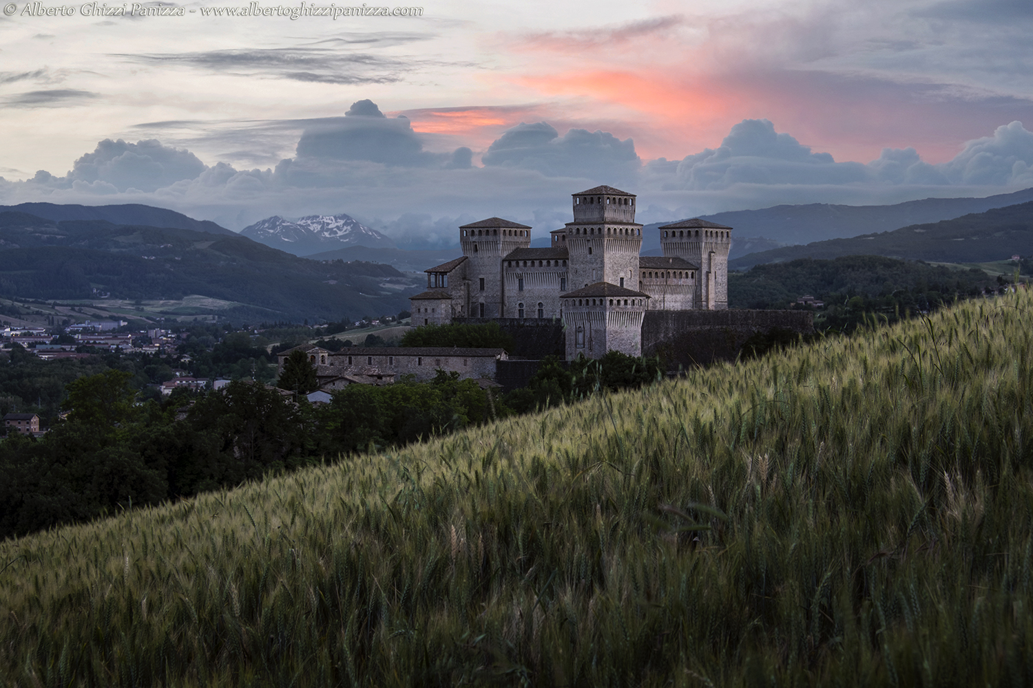 The wheat grows in the hills of Torrechiara