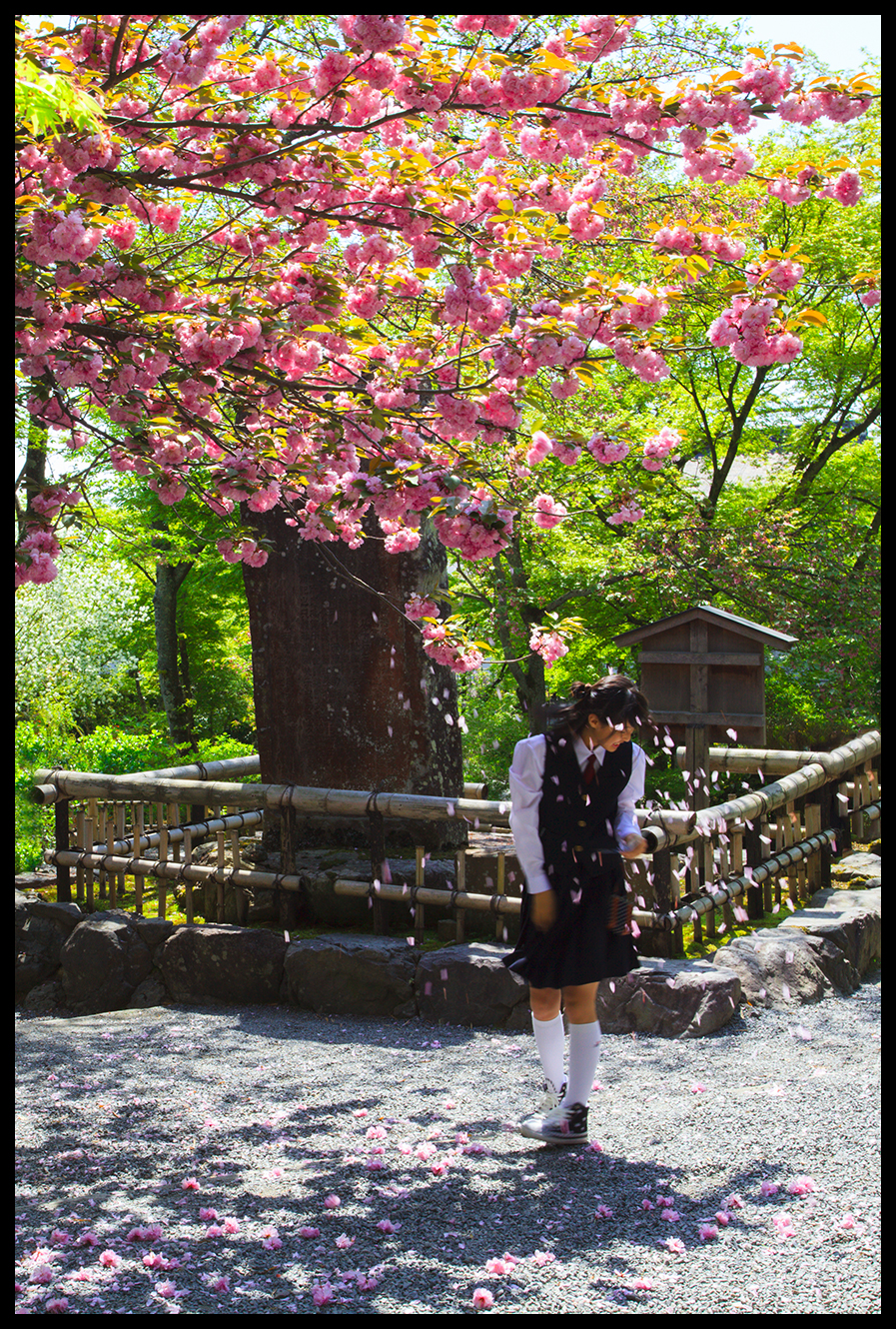 Cherry Blossom Girl