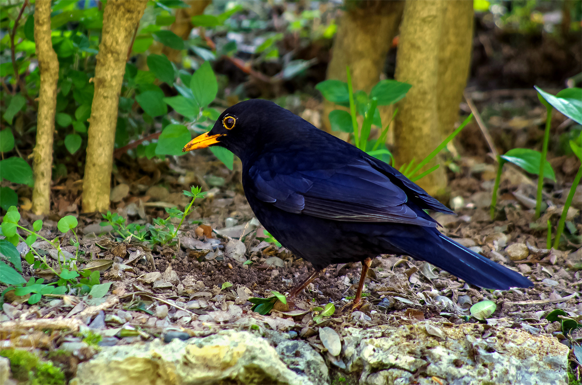 Blackbird (Turdus merula)
