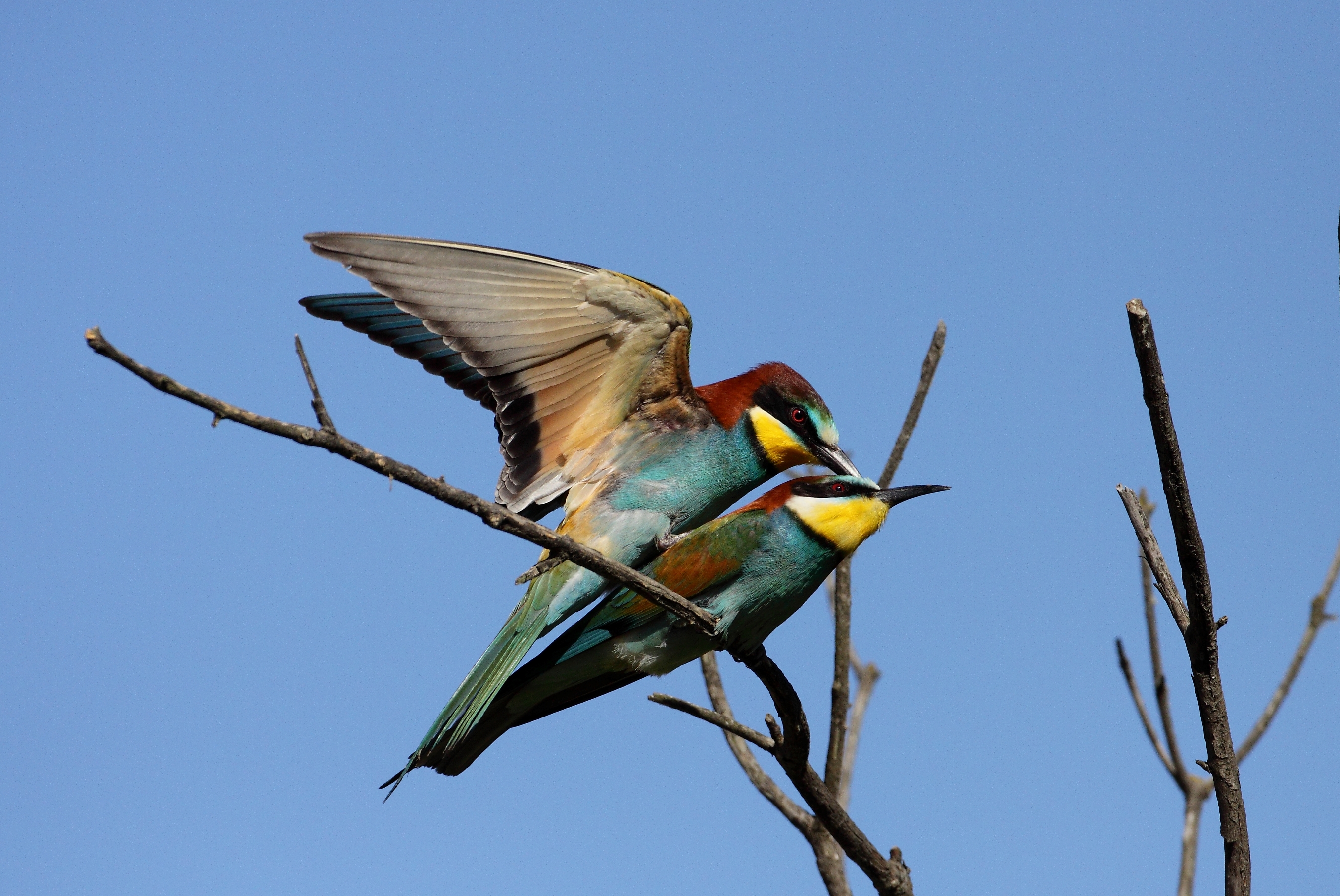 bee-eaters coupling
