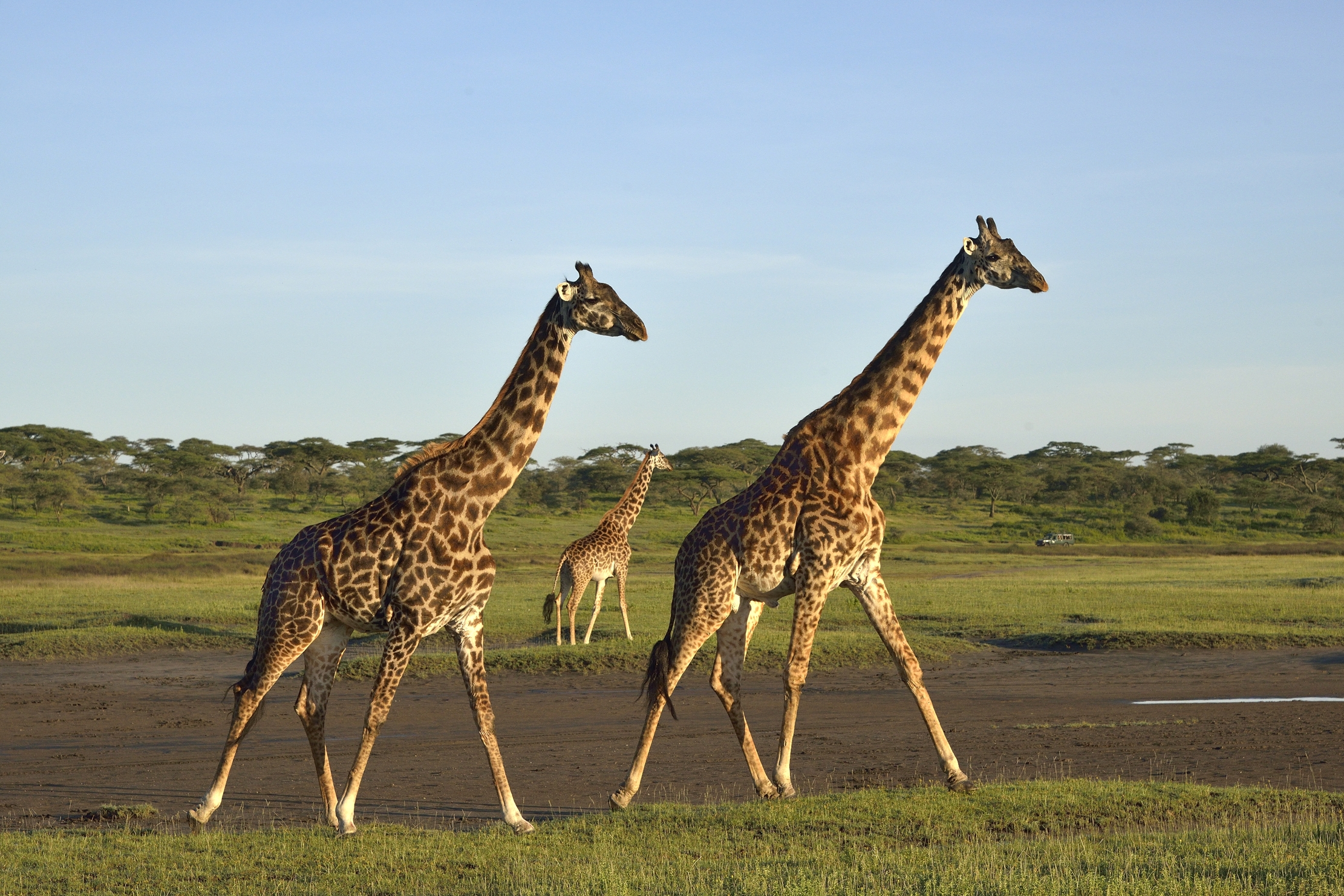 Ngorongoro Conservation Area - Giraffe
