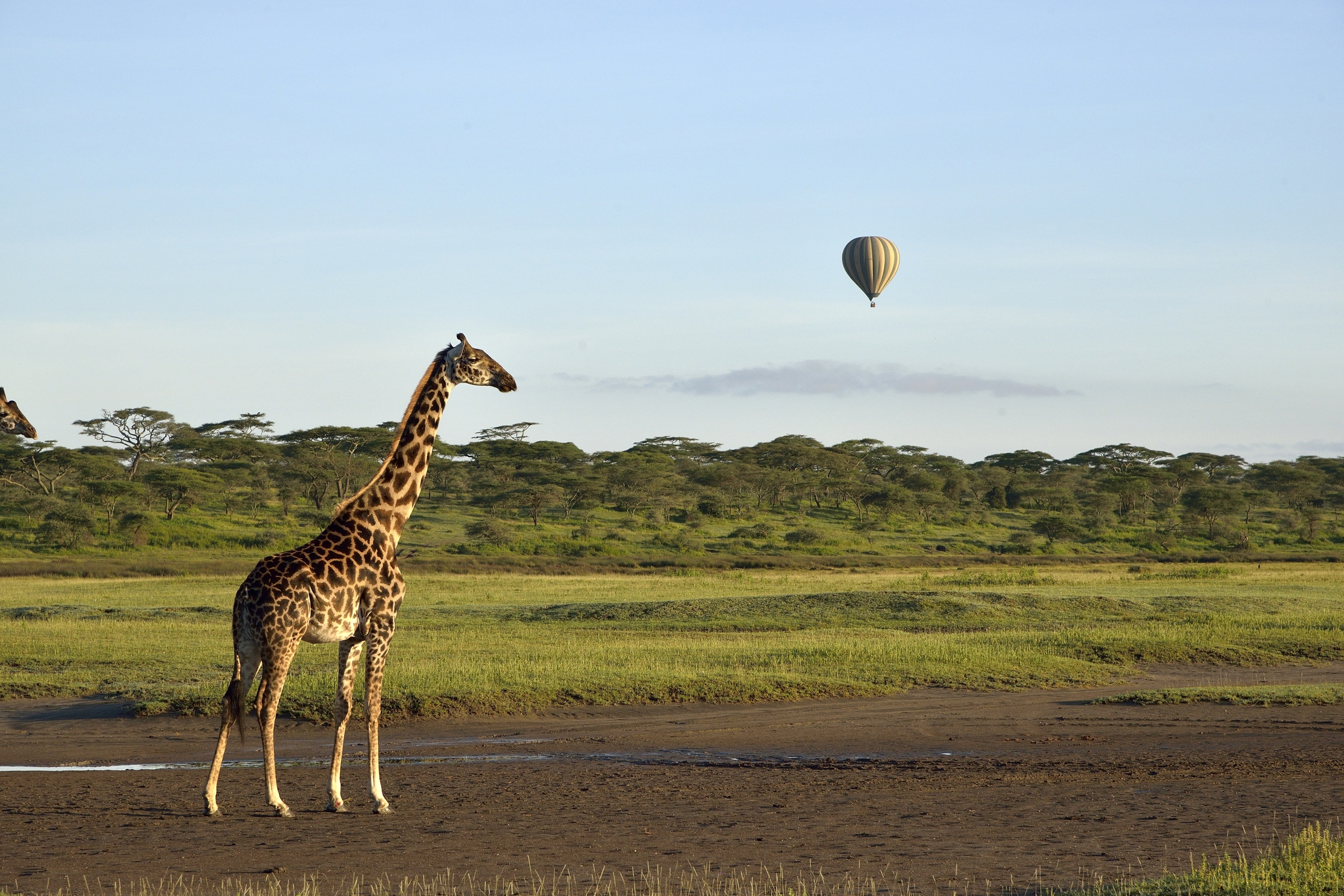 Ngorongoro Conservation Area - Ora gli do una testata!!