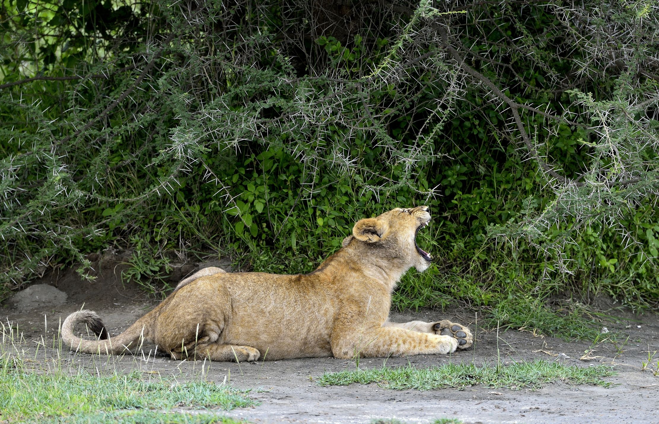 Ngorongoro Conservation Area - Giovane Leone