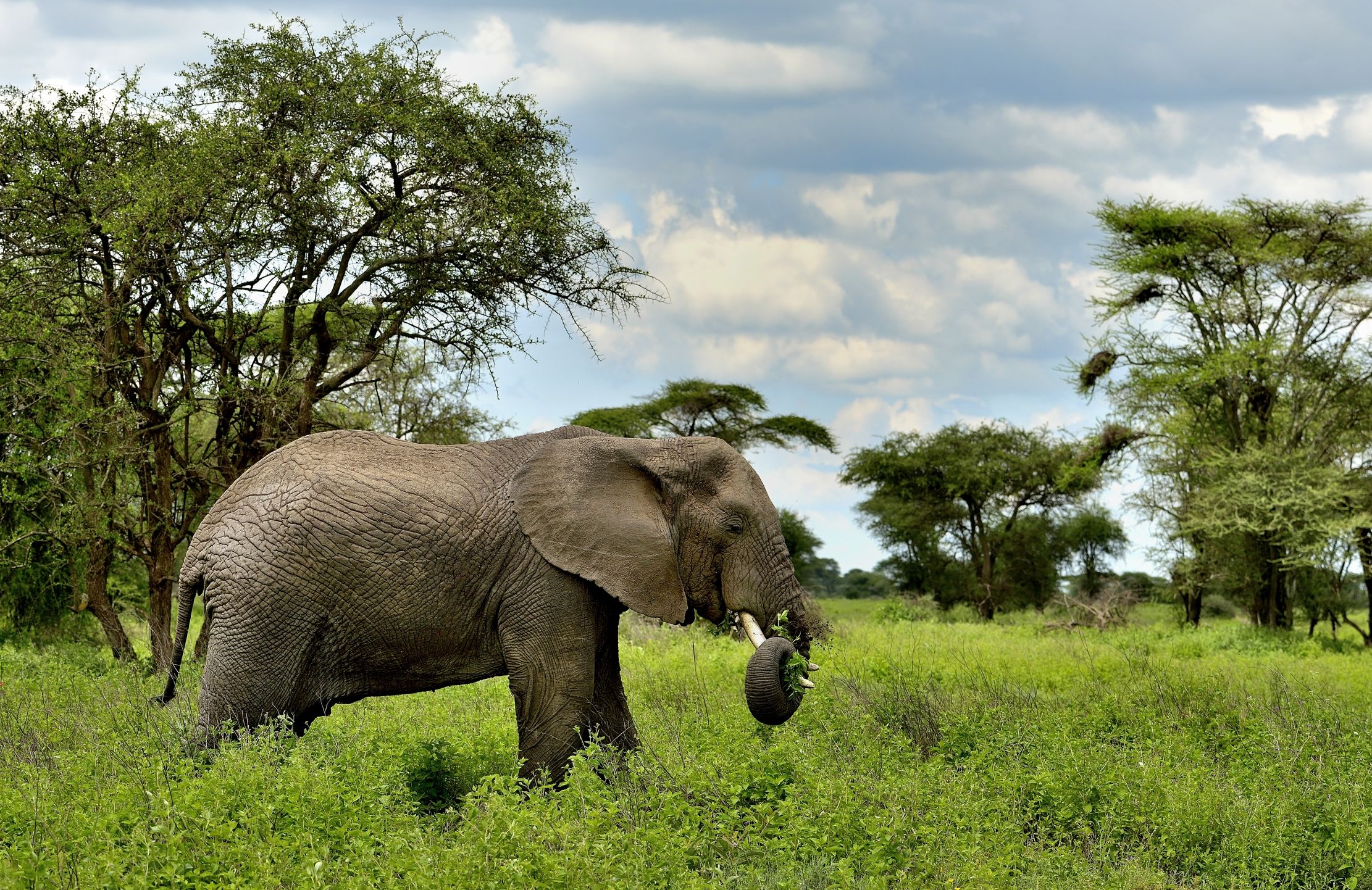 Ngorongoro Conservation Area - Elefante