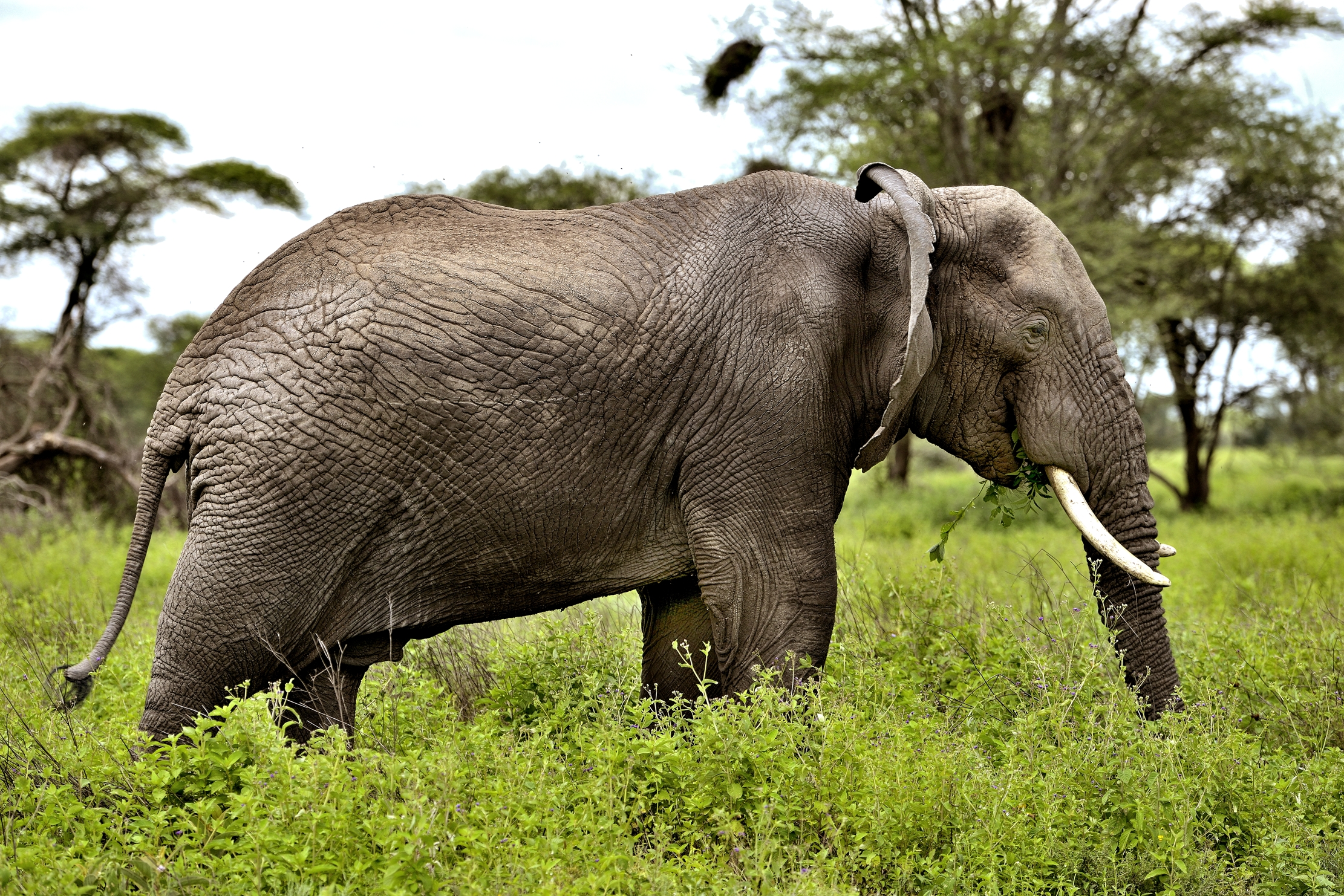 Ngorongoro Conservation Area - Elefante
