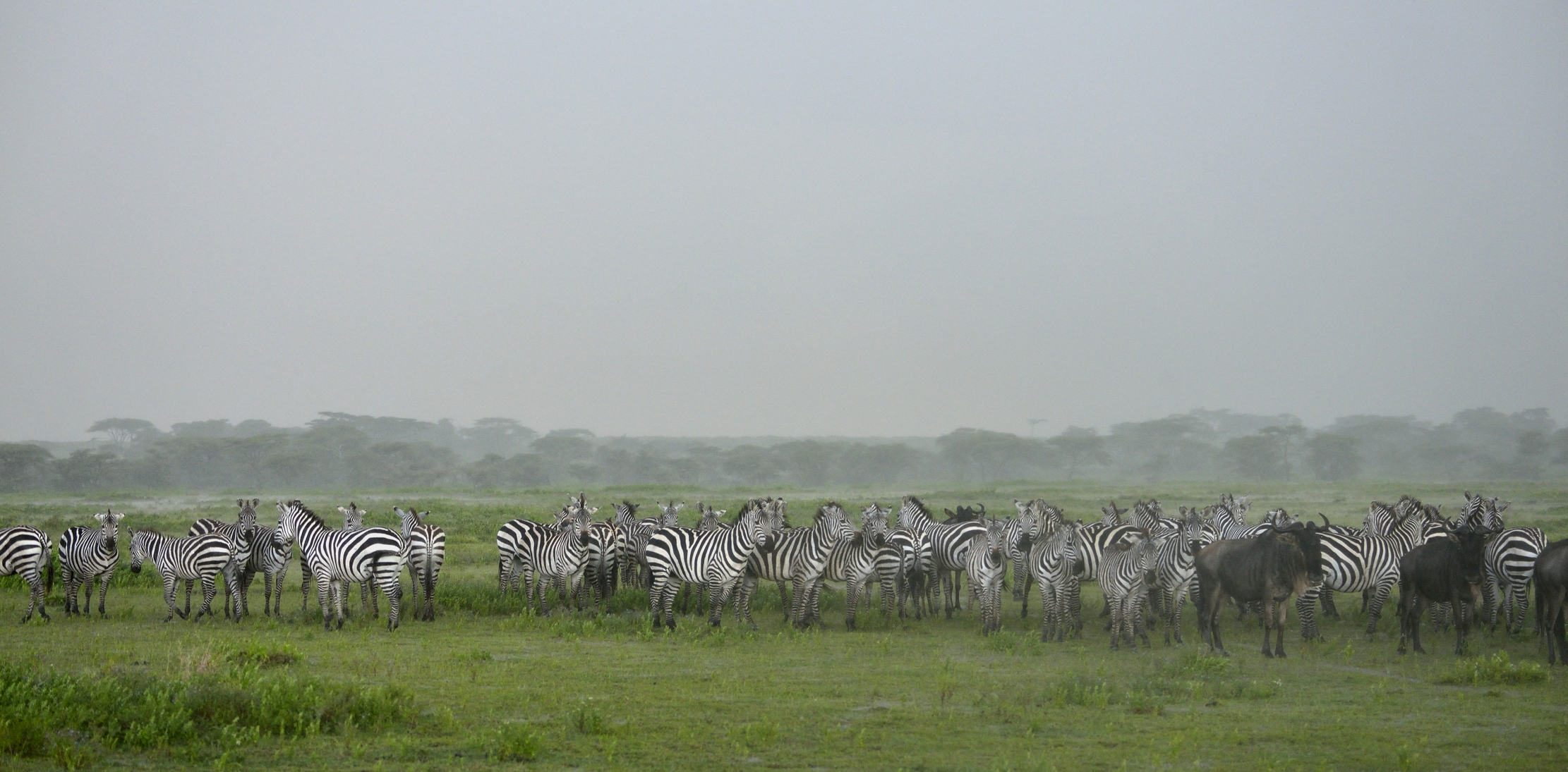 Ngorongoro Conservation Area - Sotto la pioggia