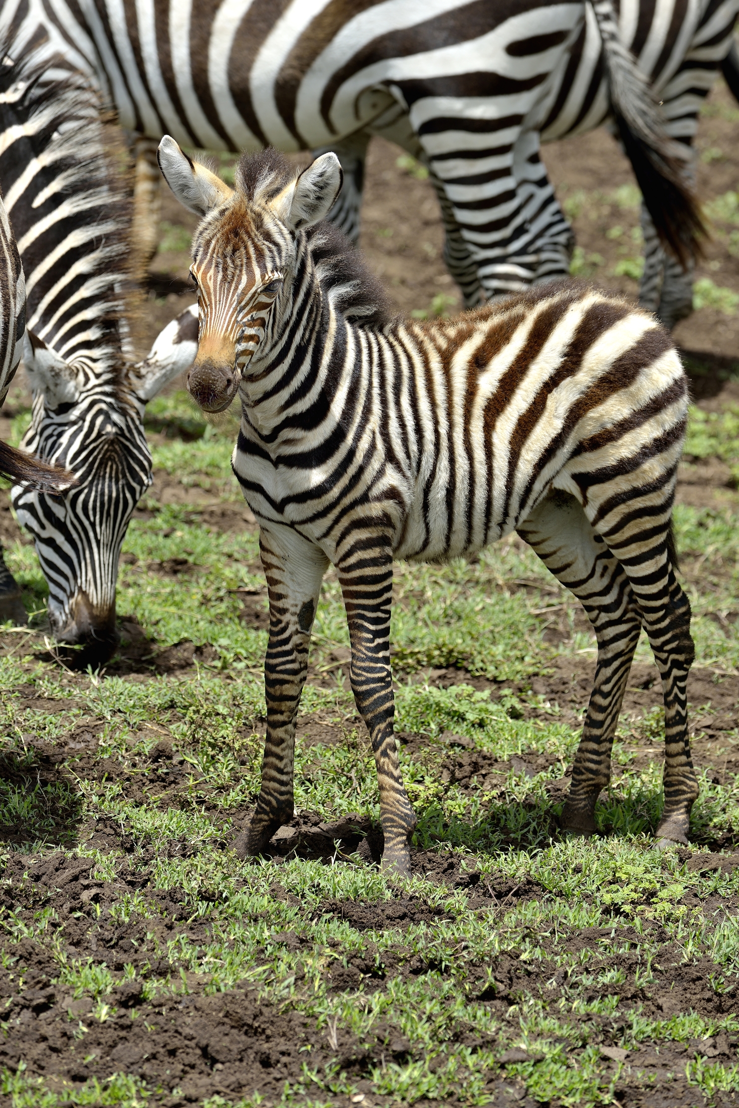 Ngorongoro Crater - Zebra