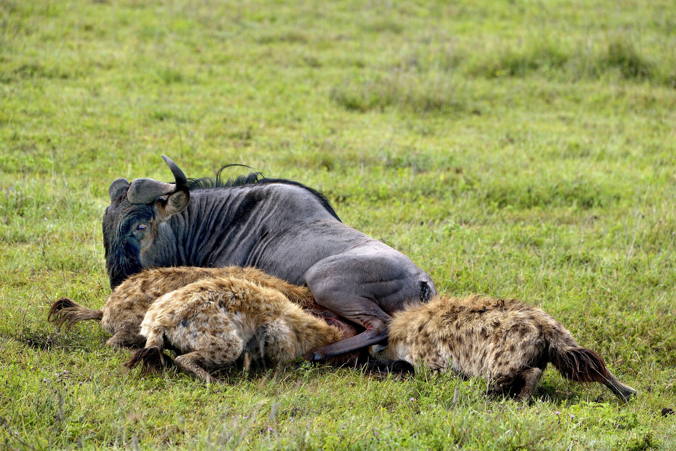 Ngorongoro Crater - Iene divorano gnu vivo