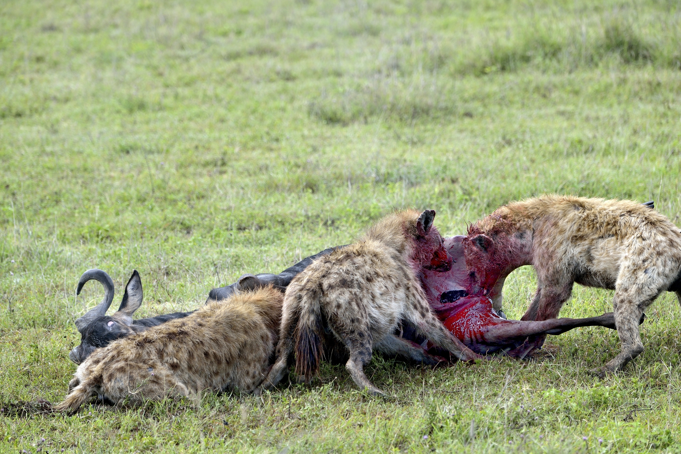 Ngorongoro Crater - Iene divorano gnu vivo
