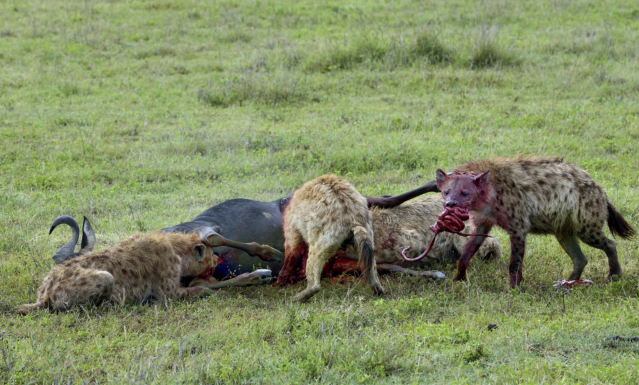 Ngorongoro Crater - Iene divorano gnu vivo