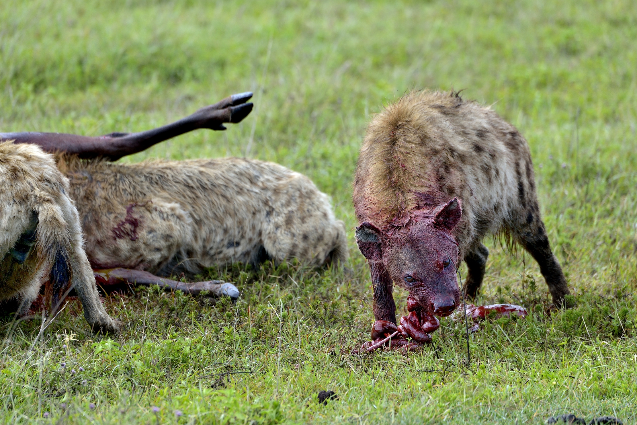 Ngorongoro Crater - Iene divorano gnu vivo