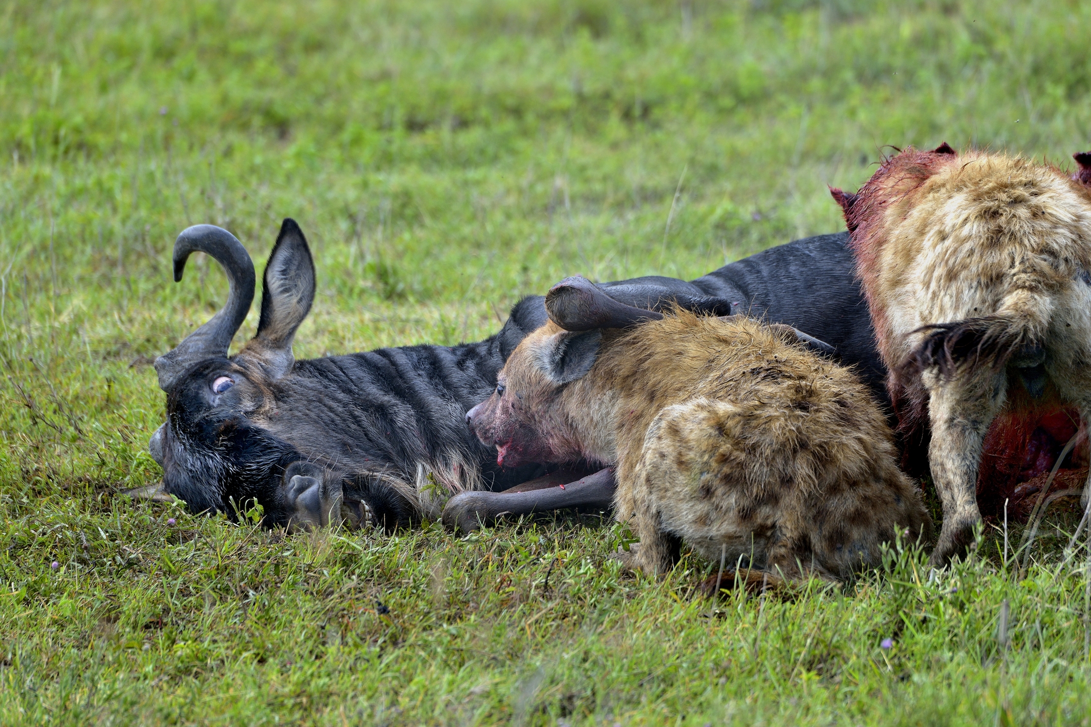 Ngorongoro Crater - Iene divorano gnu vivo