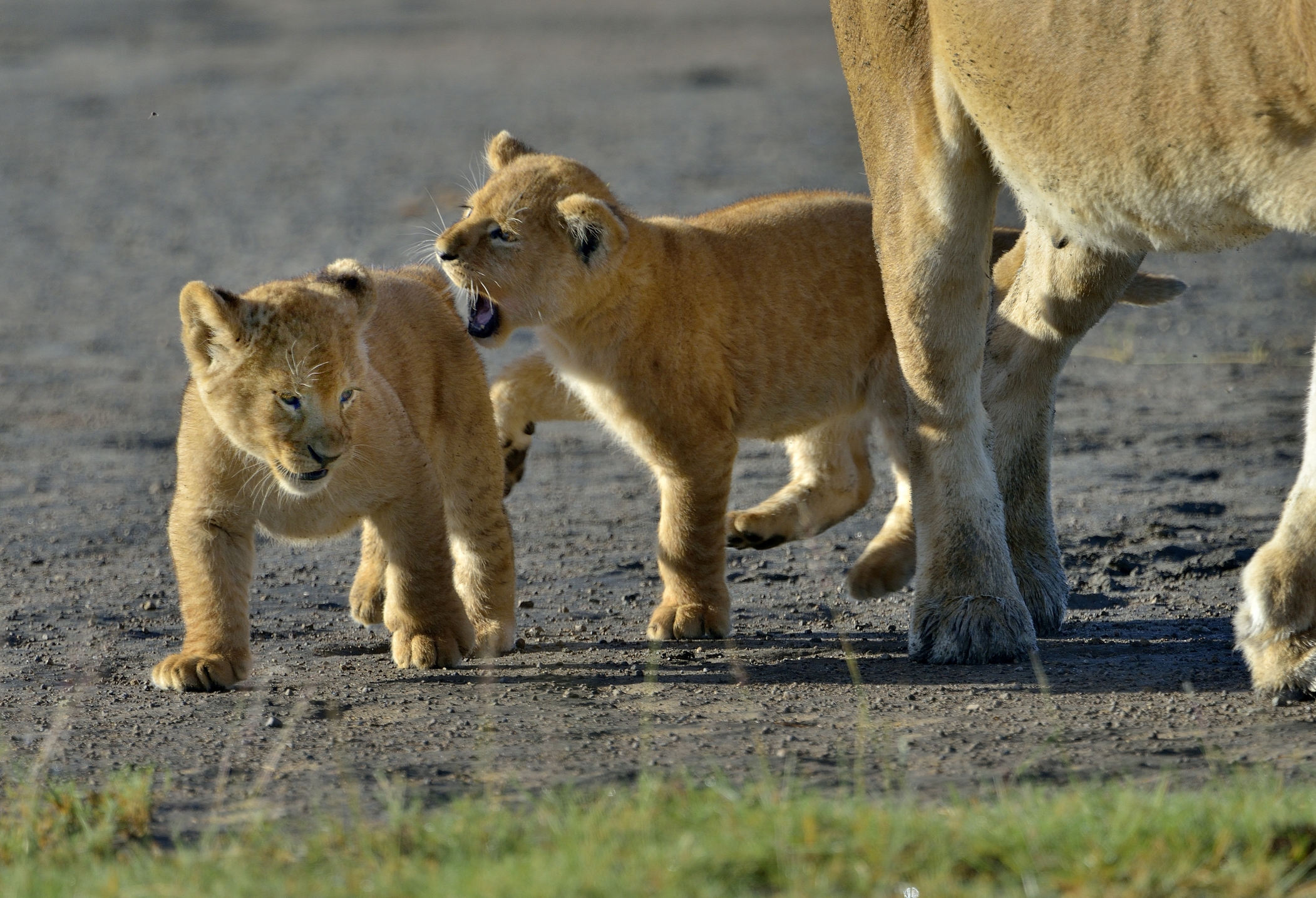 Ngorongoro Conservation Area - Leoncini