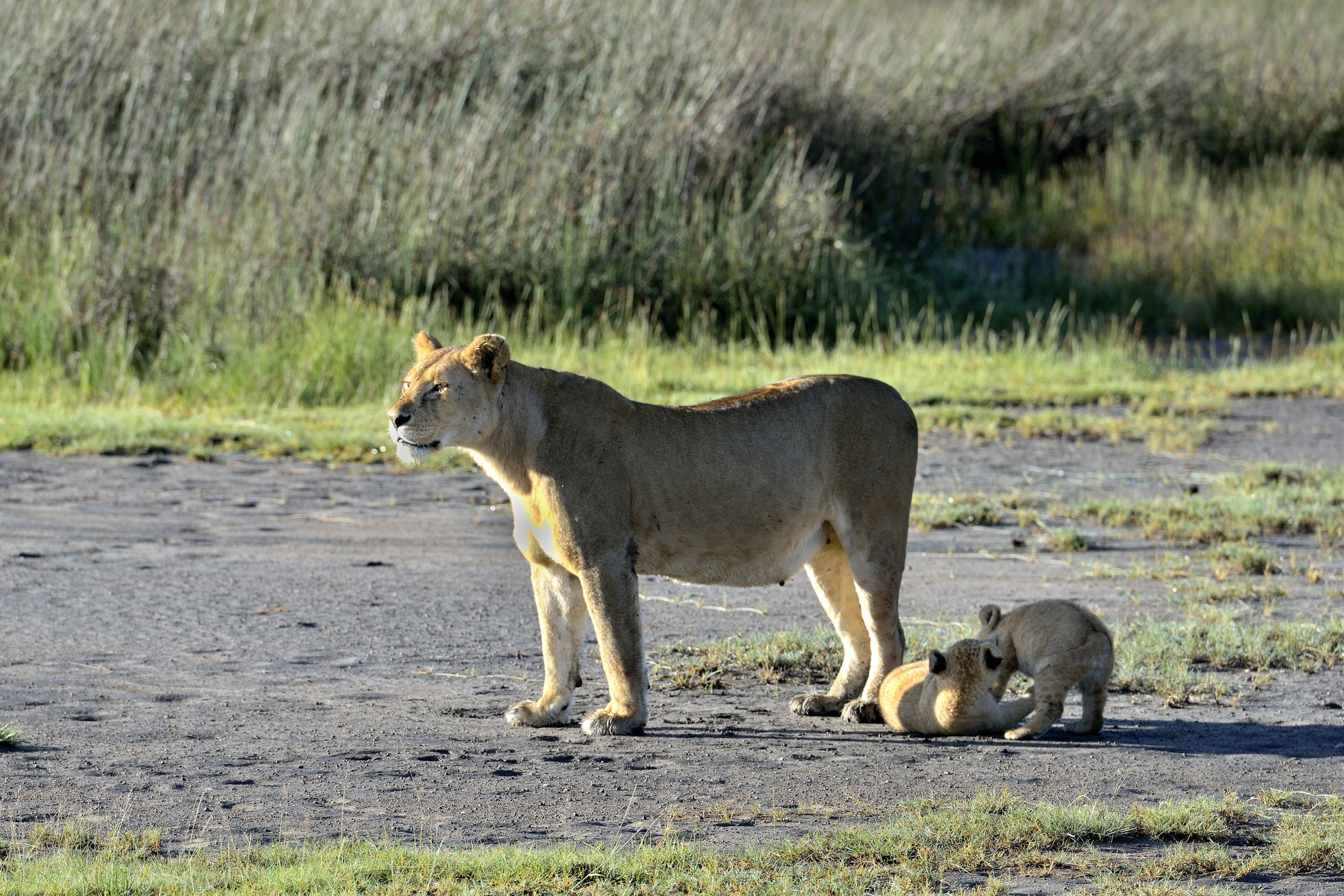 Ngorongoro Conservation Area - Leonessa con cuccioli
