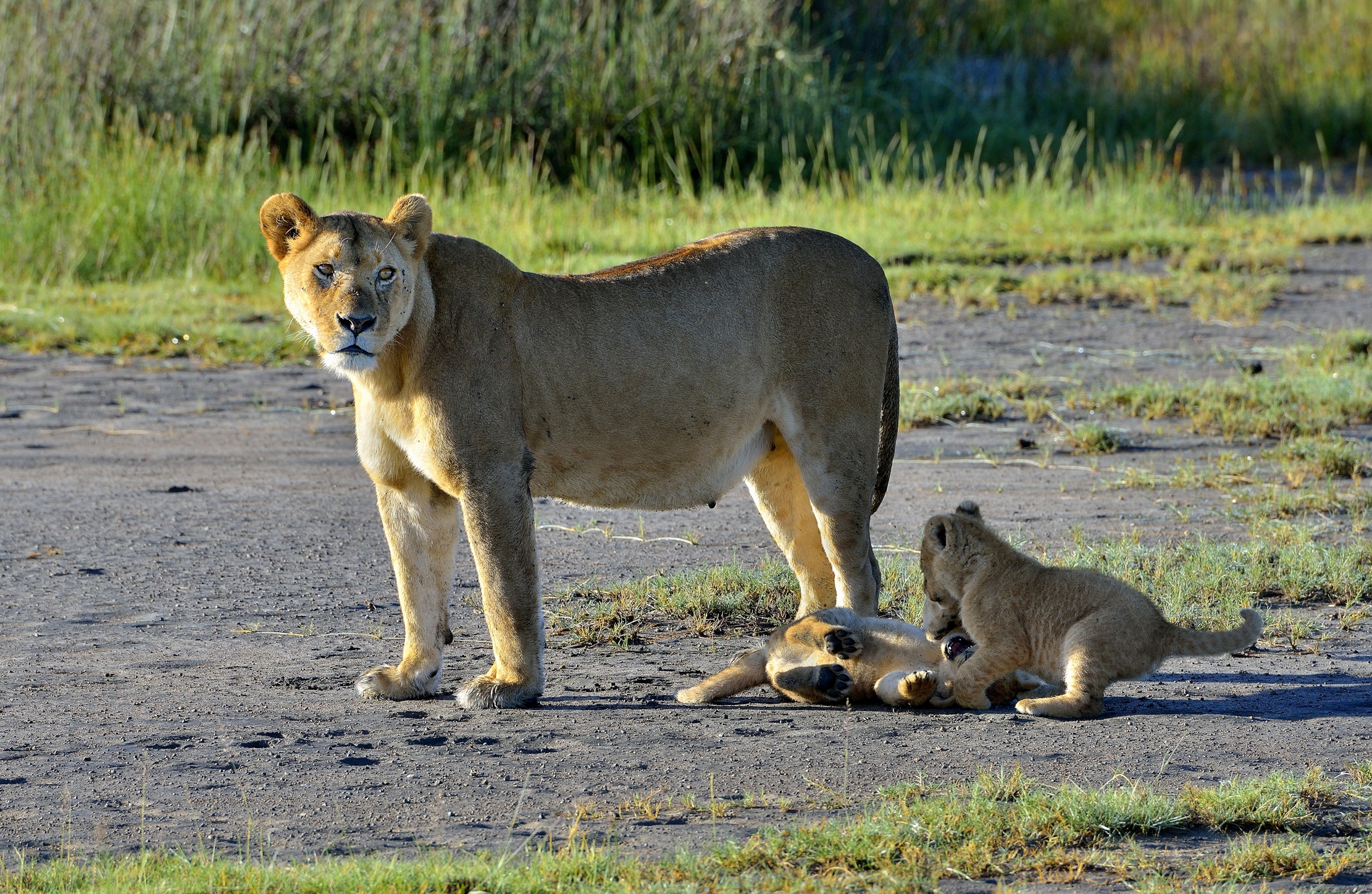 Ngorongoro Conservation Area - Leonessa con cuccioli