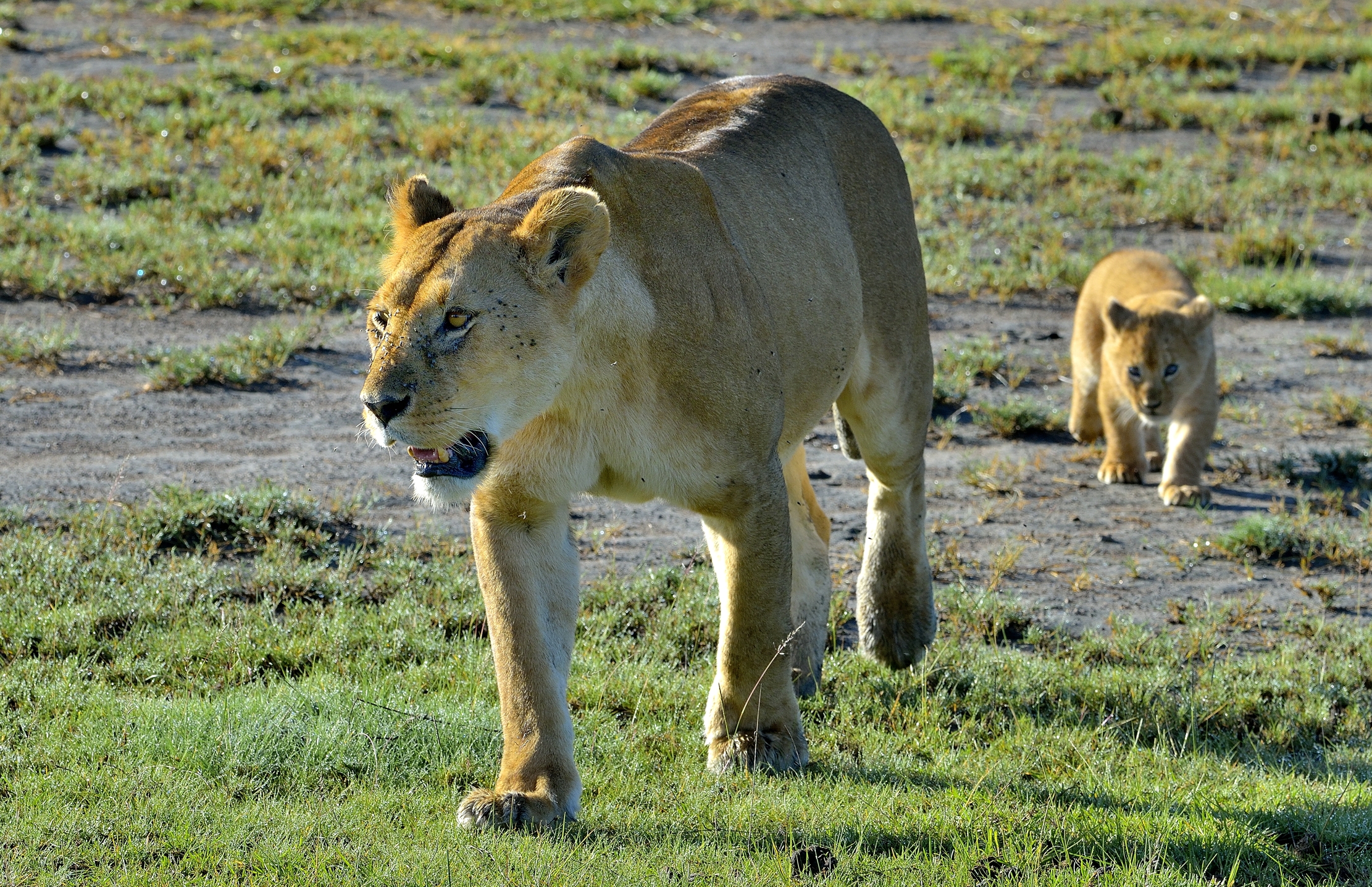 Ngorongoro Conservation Area - Leonessa con cucciolo