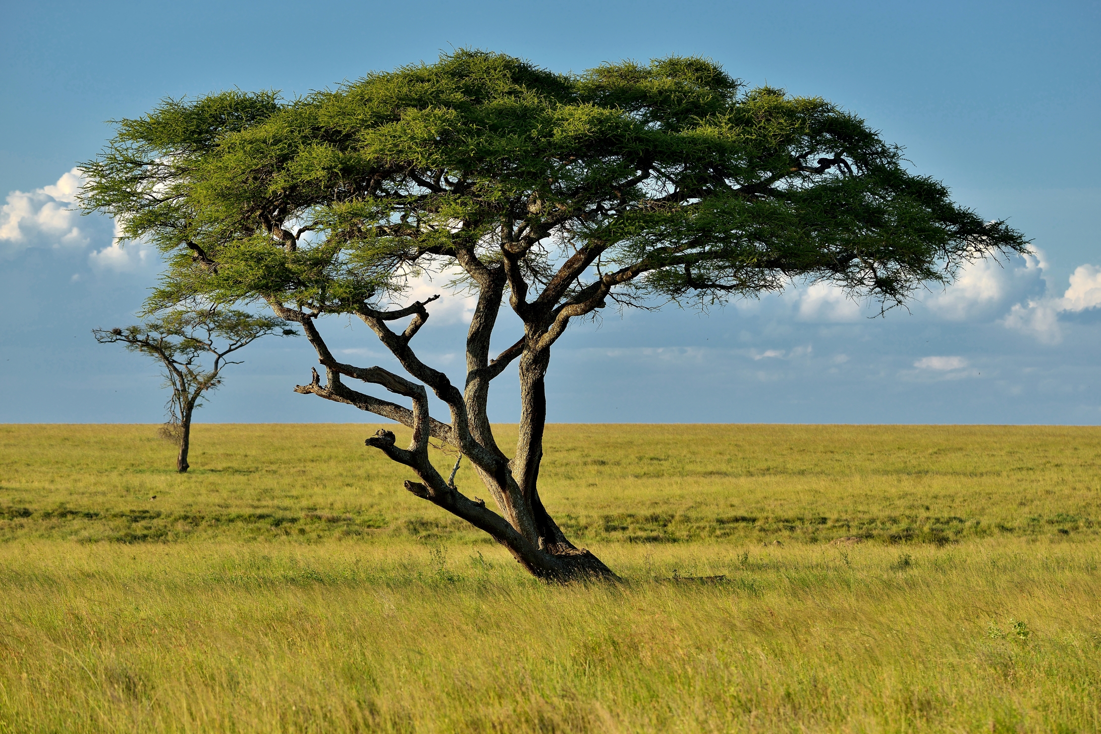 Serengeti - Acacia