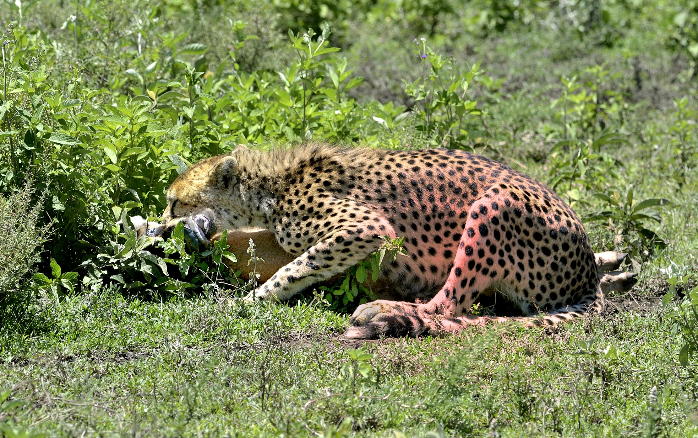 Ngorongoro Conservation Area - Ghepardi con preda