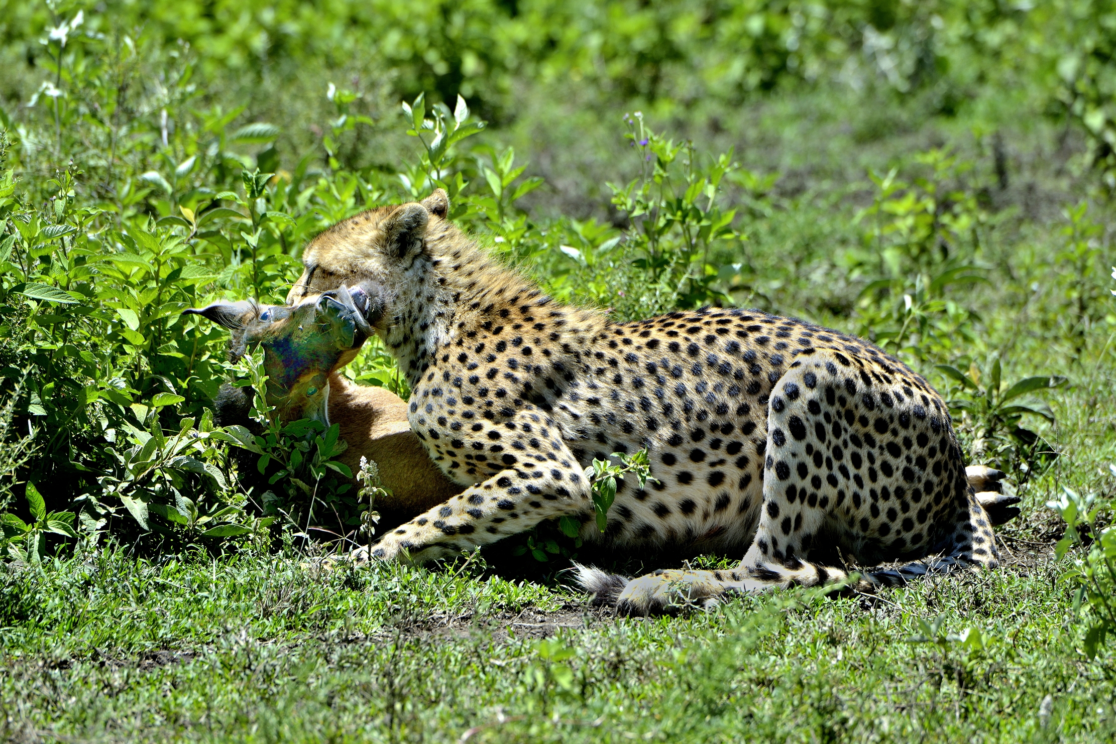 Ngorongoro Conservation Area - Ghepardi con preda