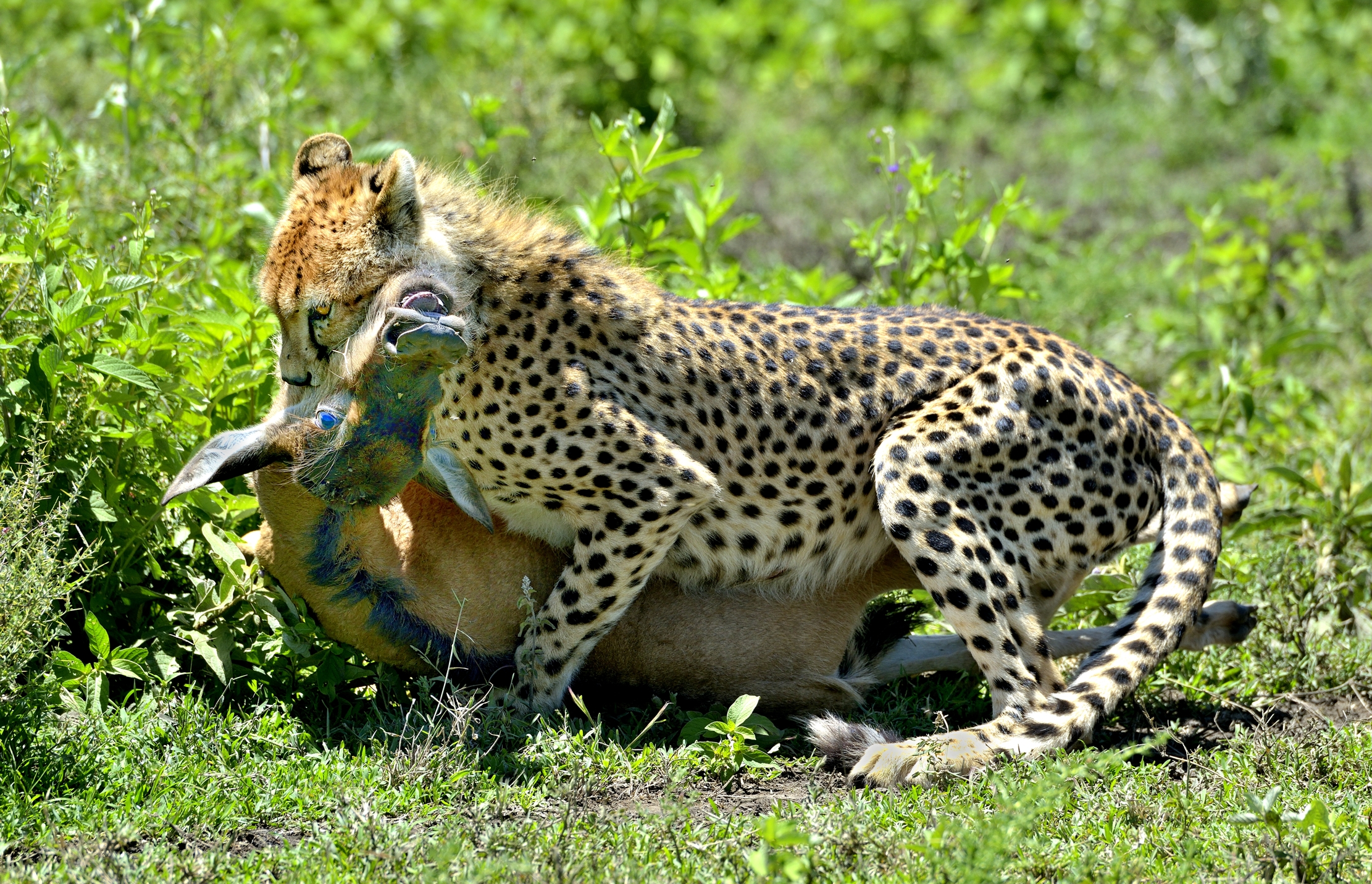 Ngorongoro Conservation Area - Ghepardi con preda