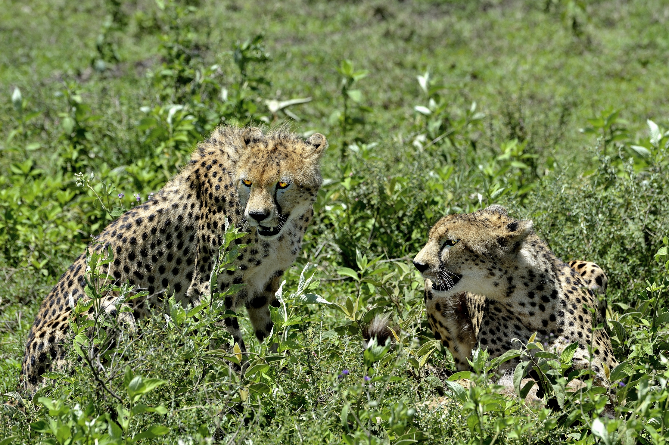 Ngorongoro Conservation Area - Ghepardi con preda