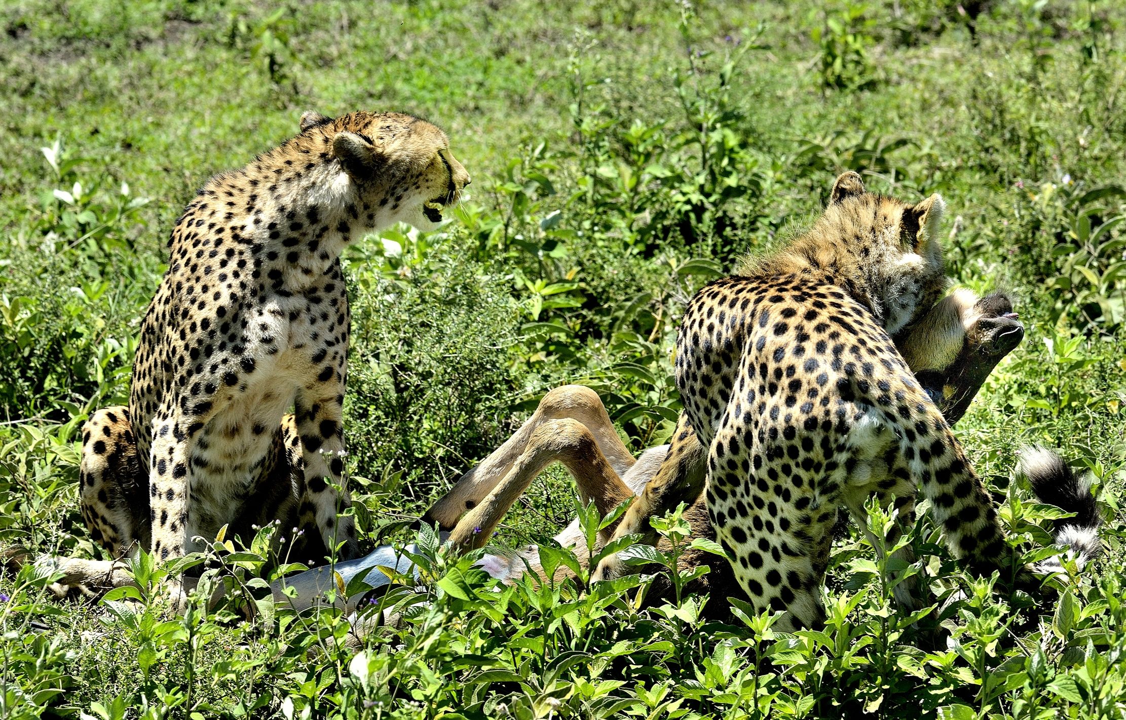 Ngorongoro Conservation Area - Ghepardi con preda