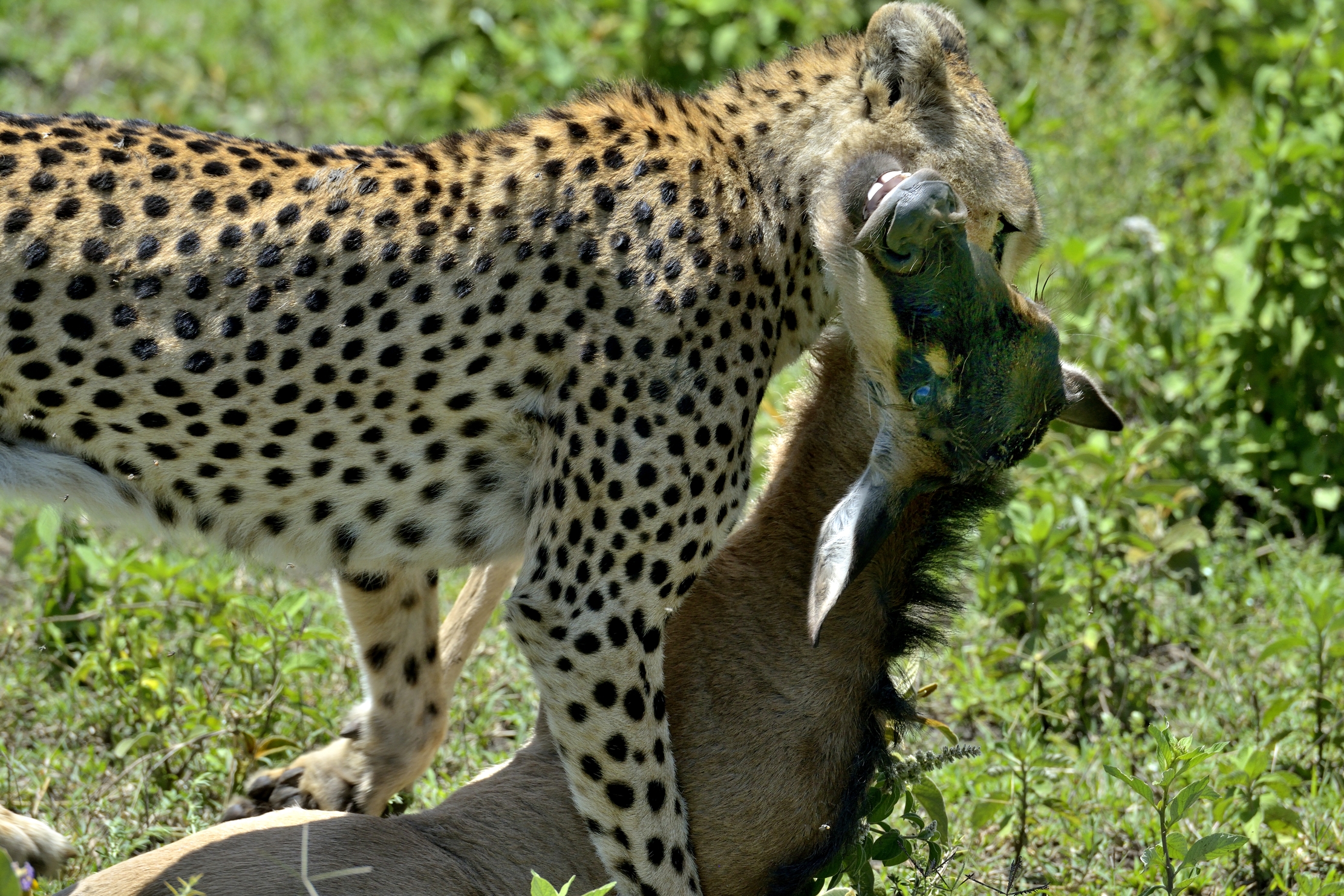 Ngorongoro Conservation Area - Ghepardi con preda