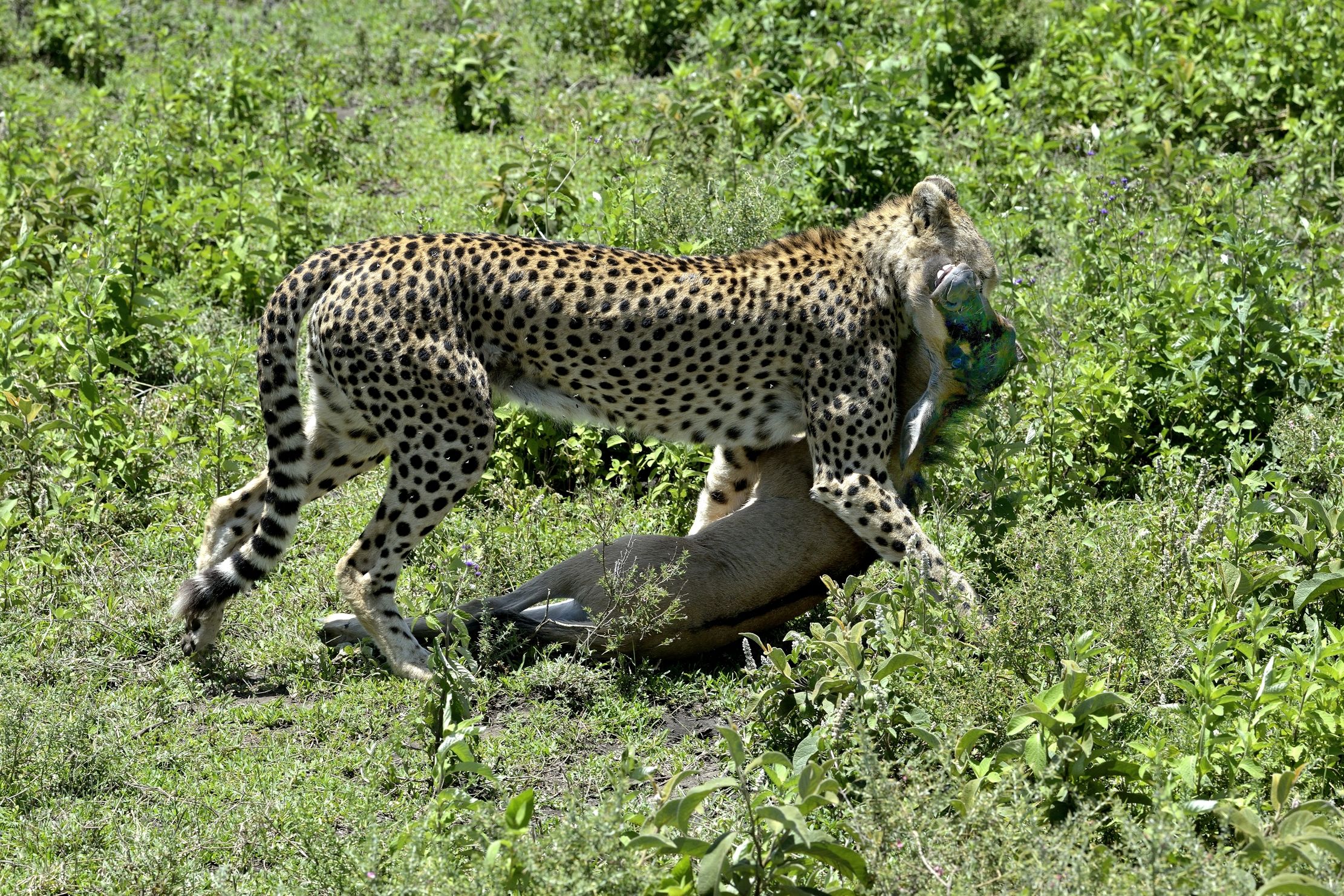 Ngorongoro Conservation Area - Ghepardi con preda