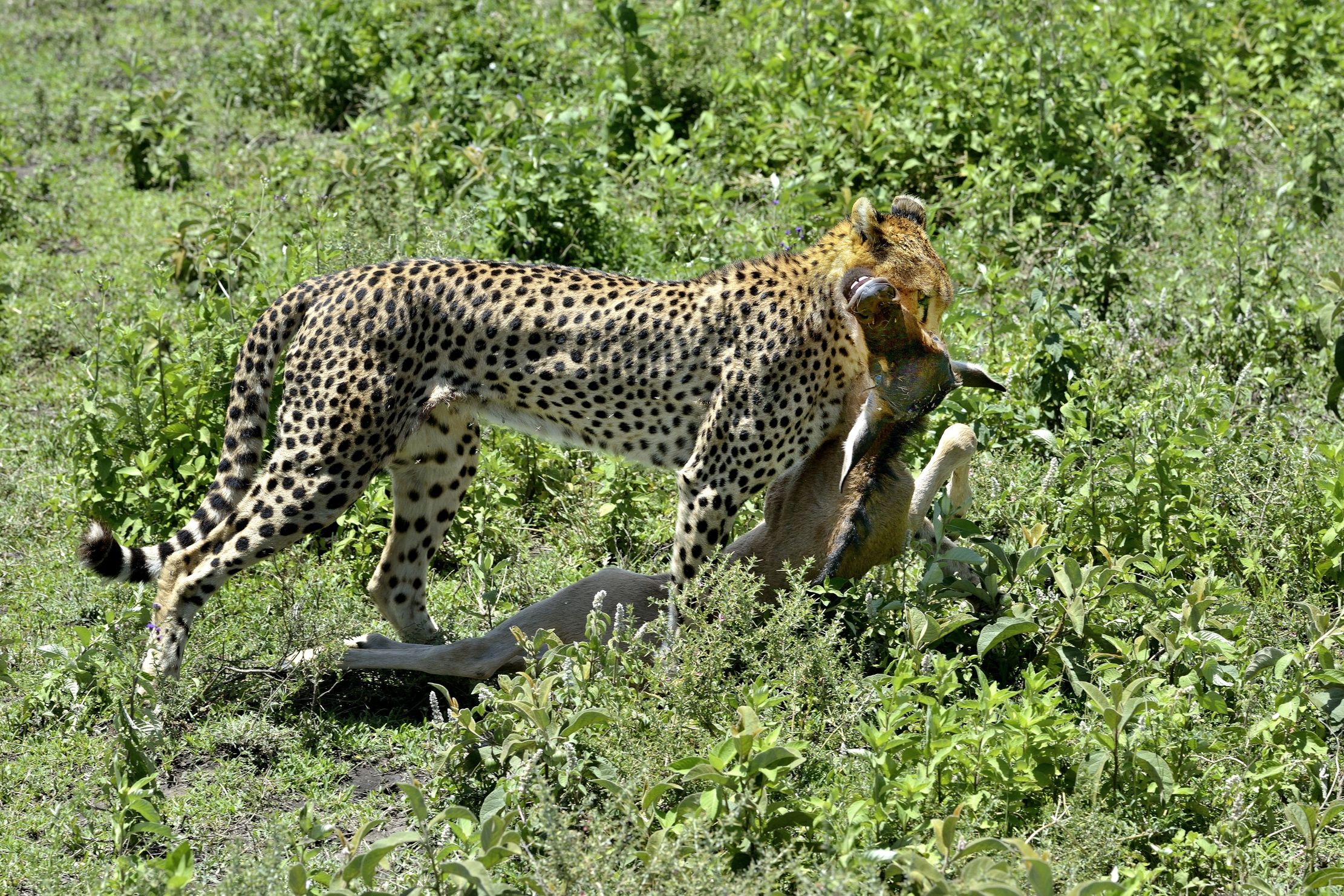 Ngorongoro Conservation Area - Ghepardi con preda