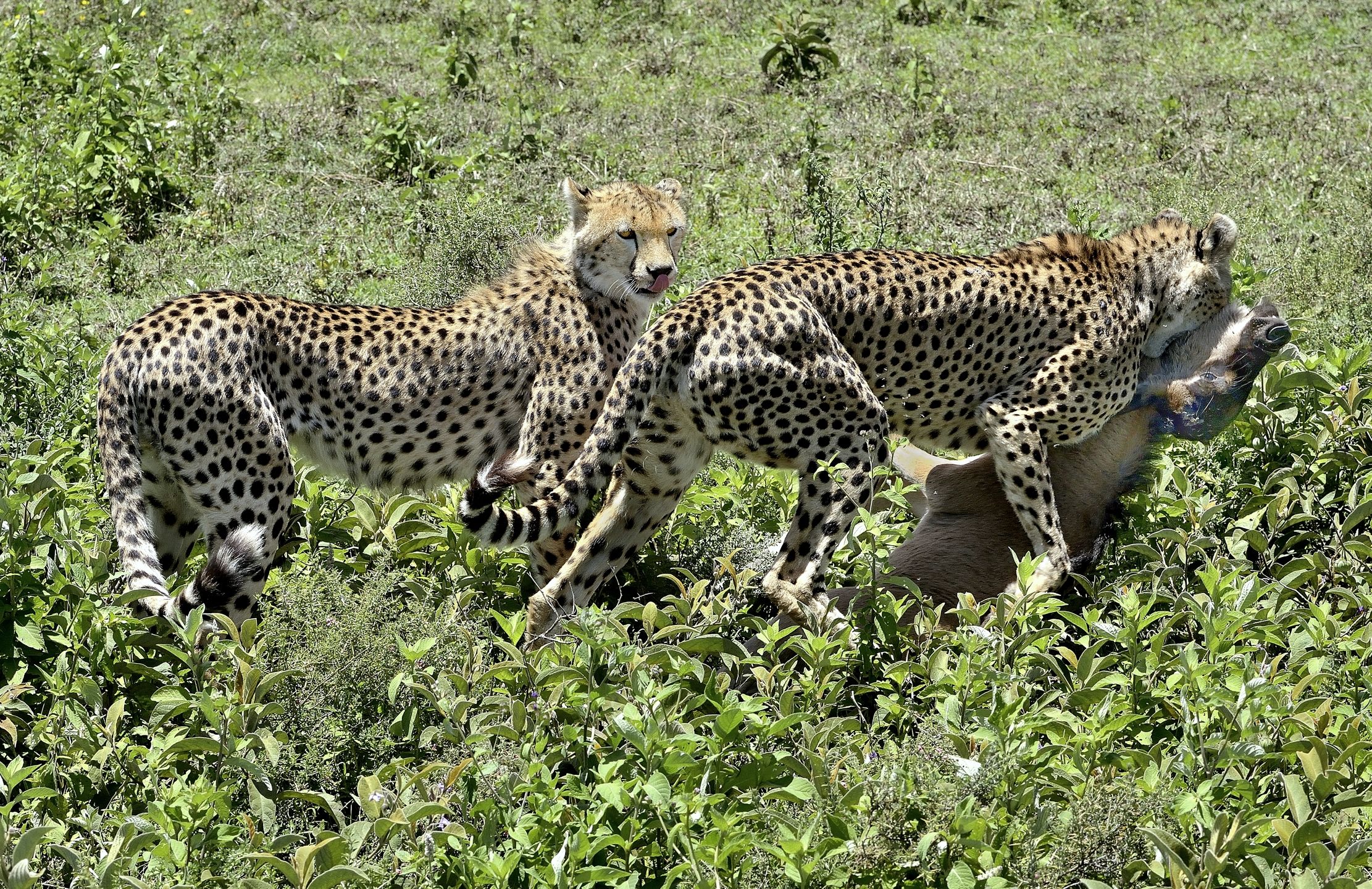 Ngorongoro Conservation Area - Ghepardi con preda