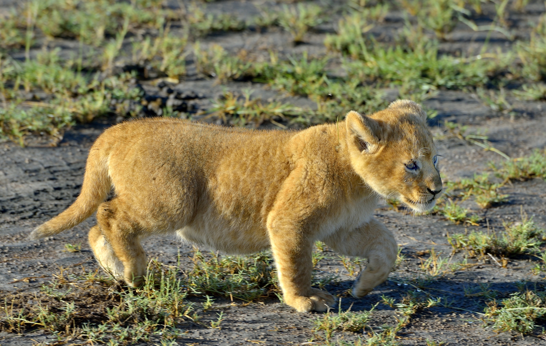 Ngorongoro Conservation Area - Leoncino