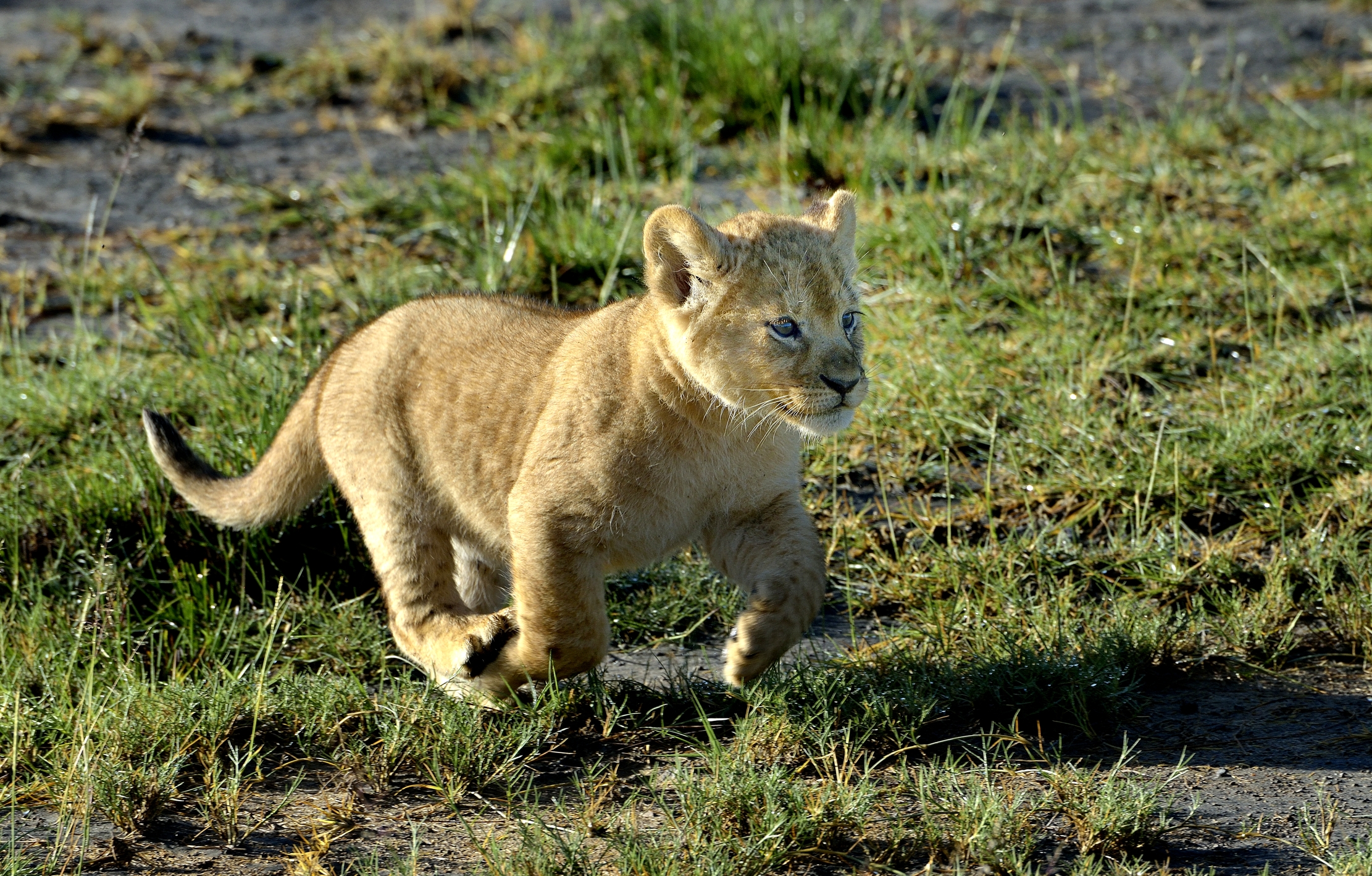 Ngorongoro Conservation Area - Leoncino