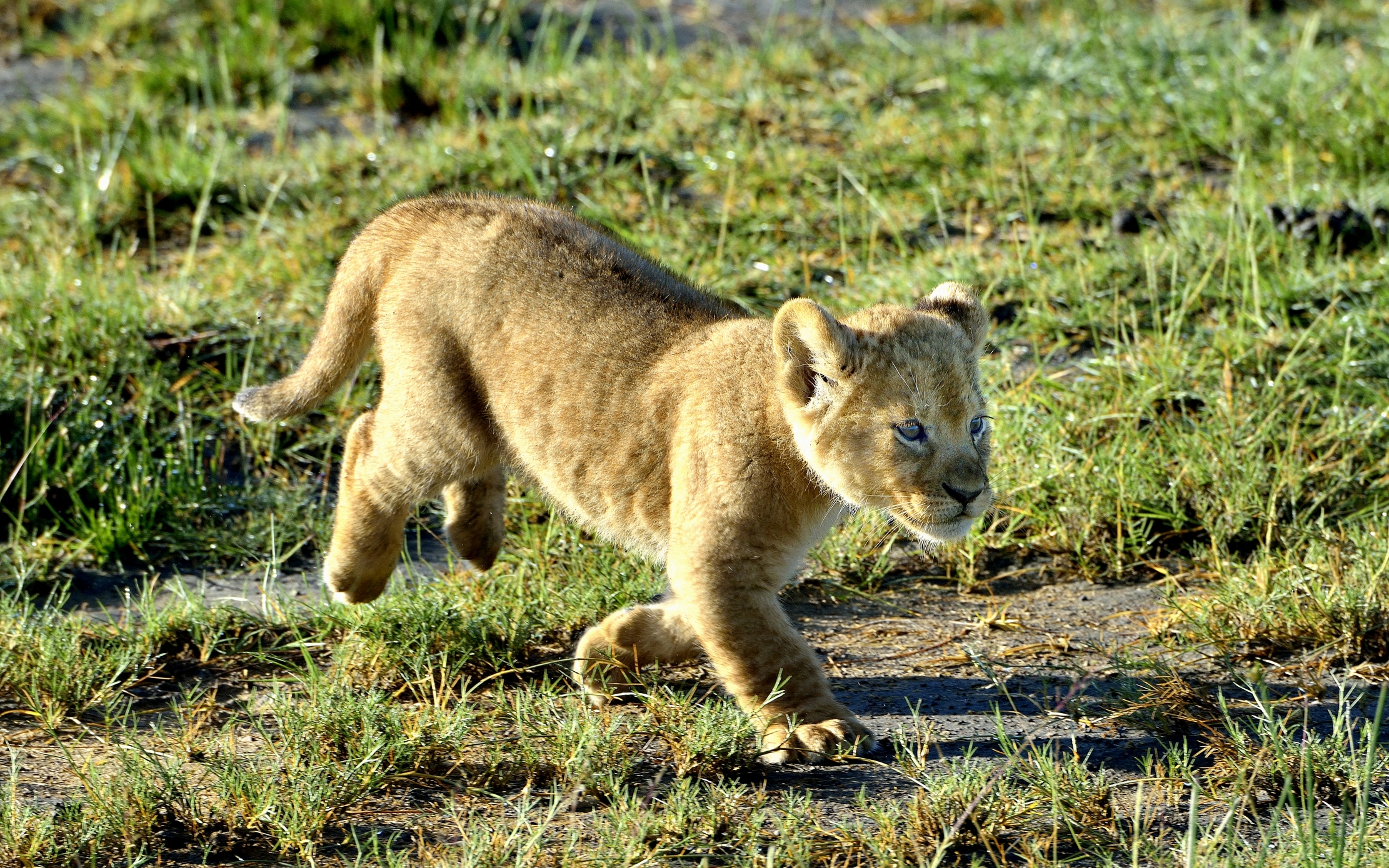 Ngorongoro Conservation Area - Leoncino