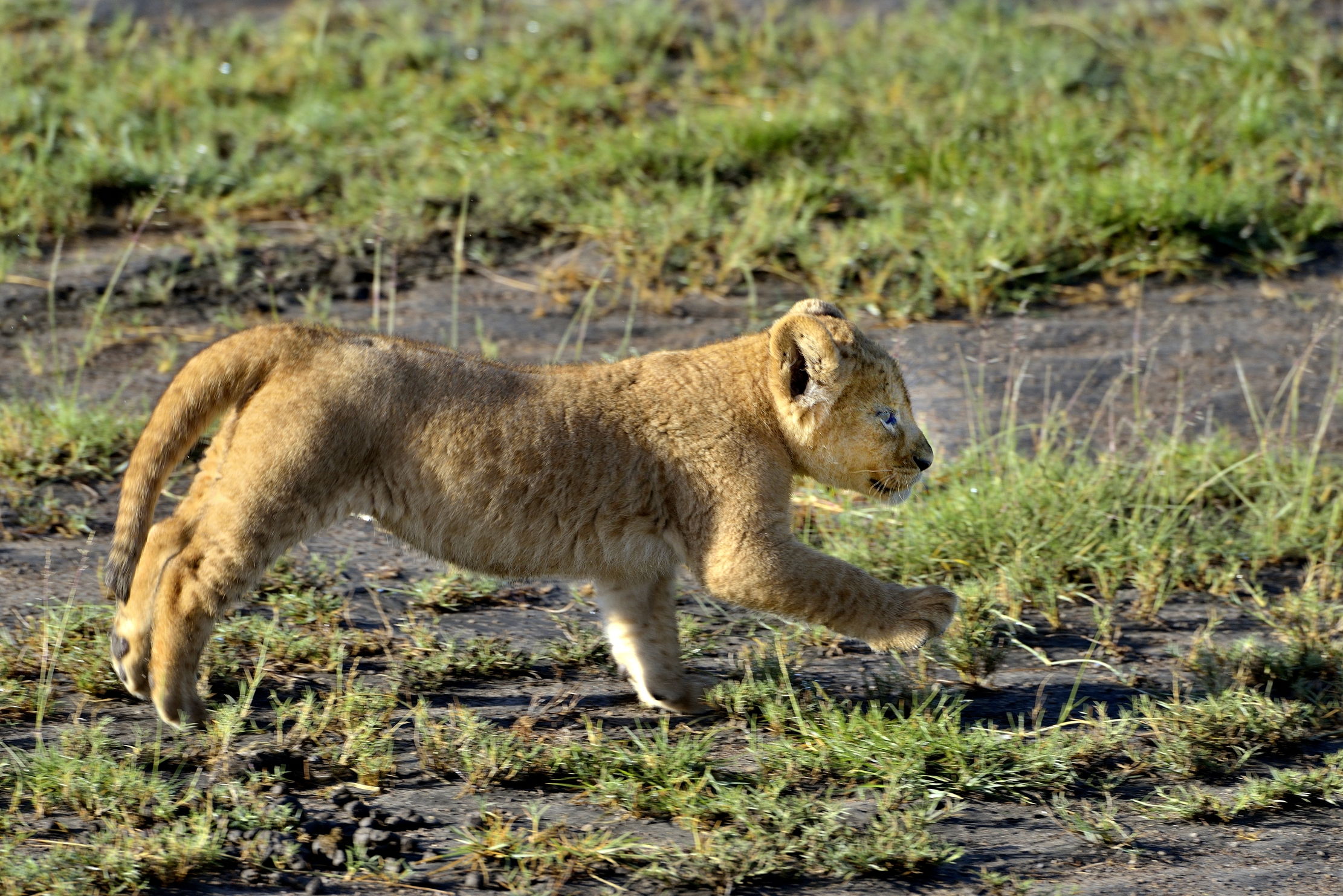 Ngorongoro Conservation Area - Leoncino