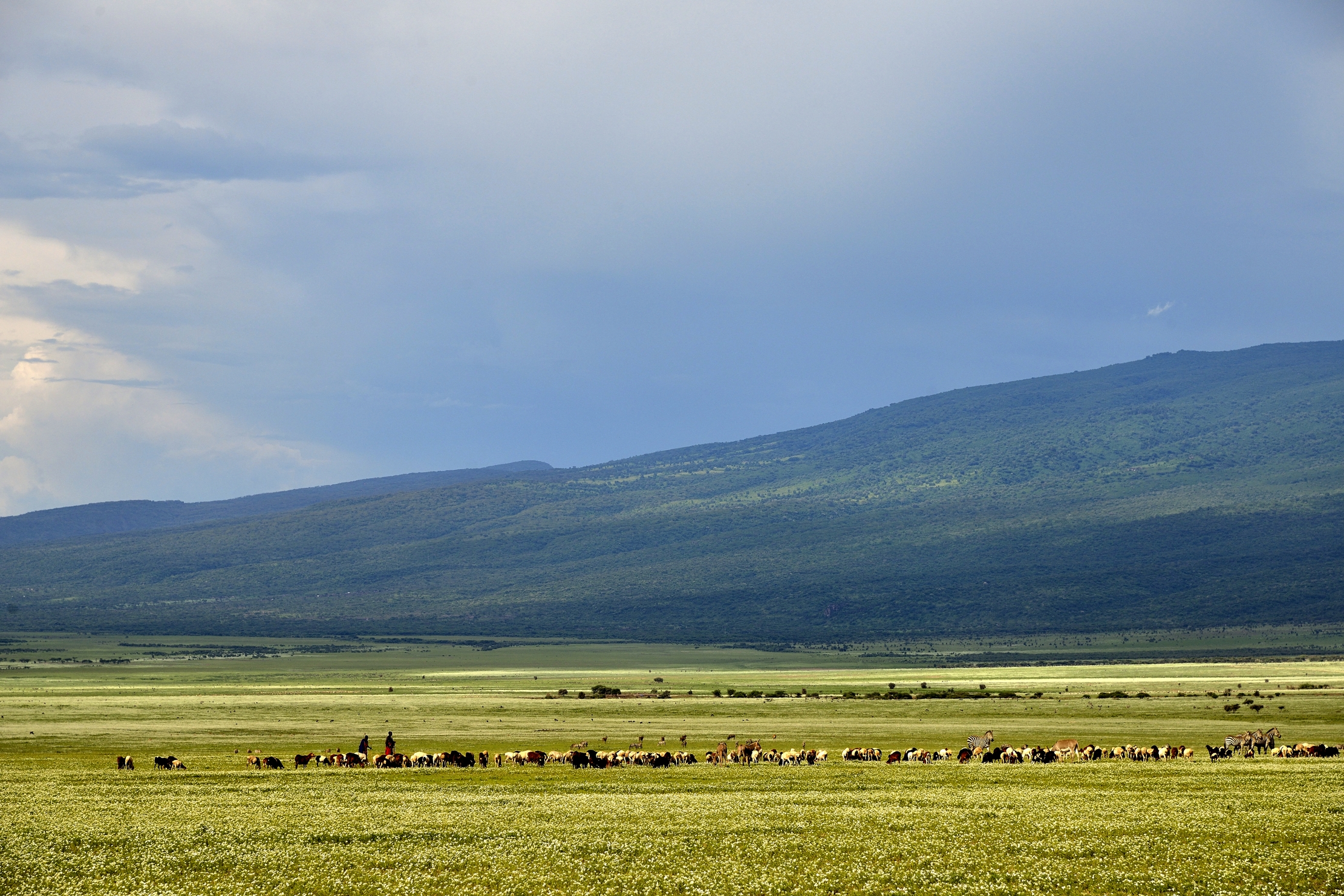 Ngorongoro Conservation Area - Masai -Greggi al pascolo