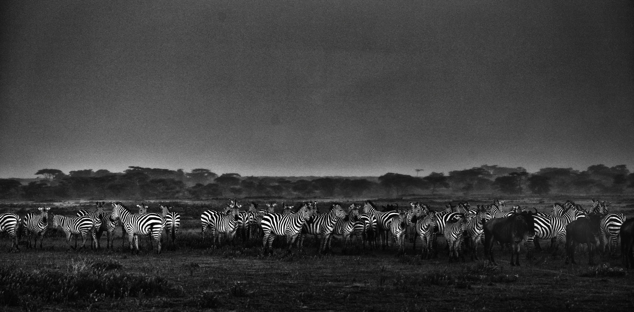 Ngorongoro Conservation Area - Sotto la pioggia