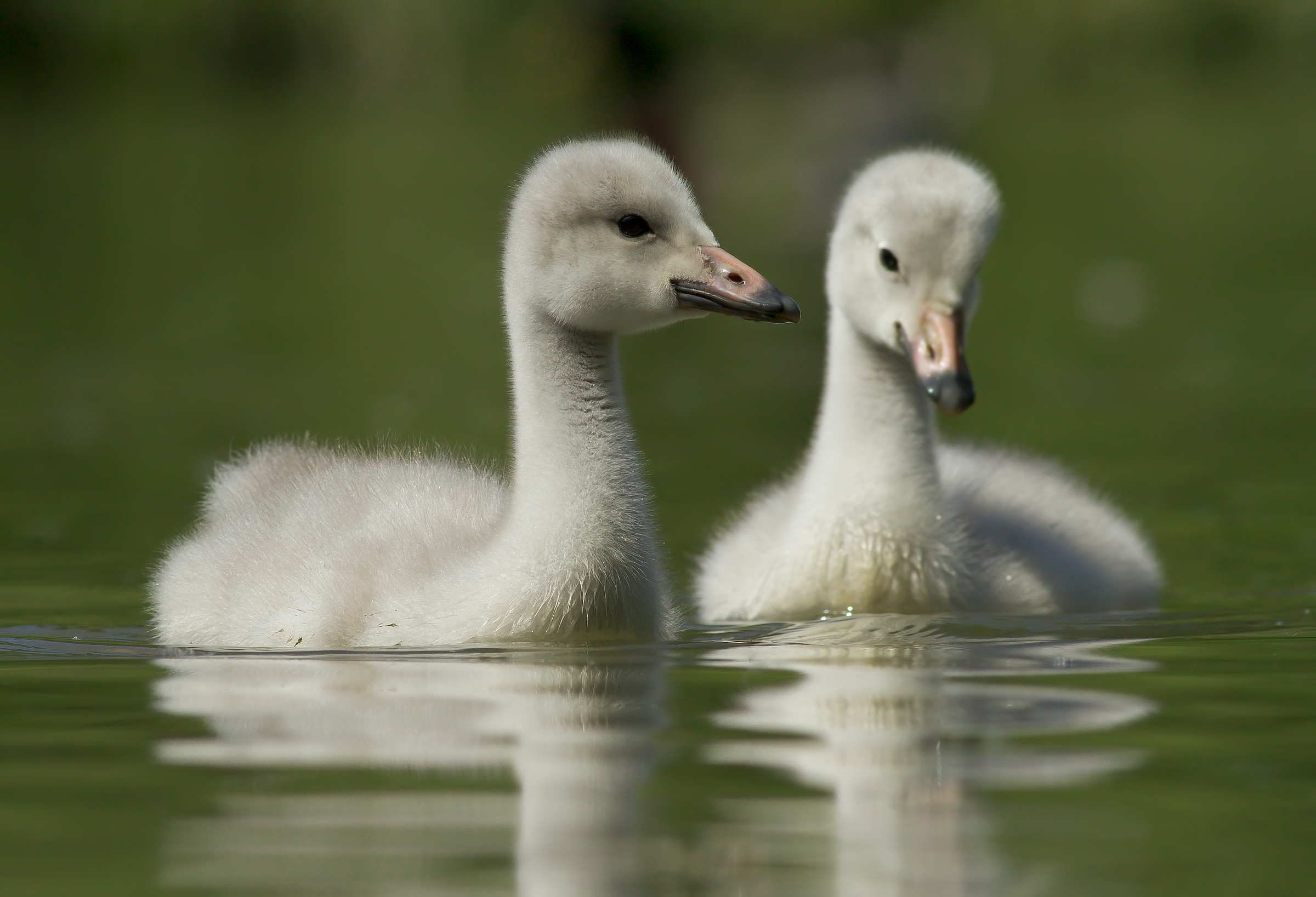 ugly ducklings (Wild Swans)