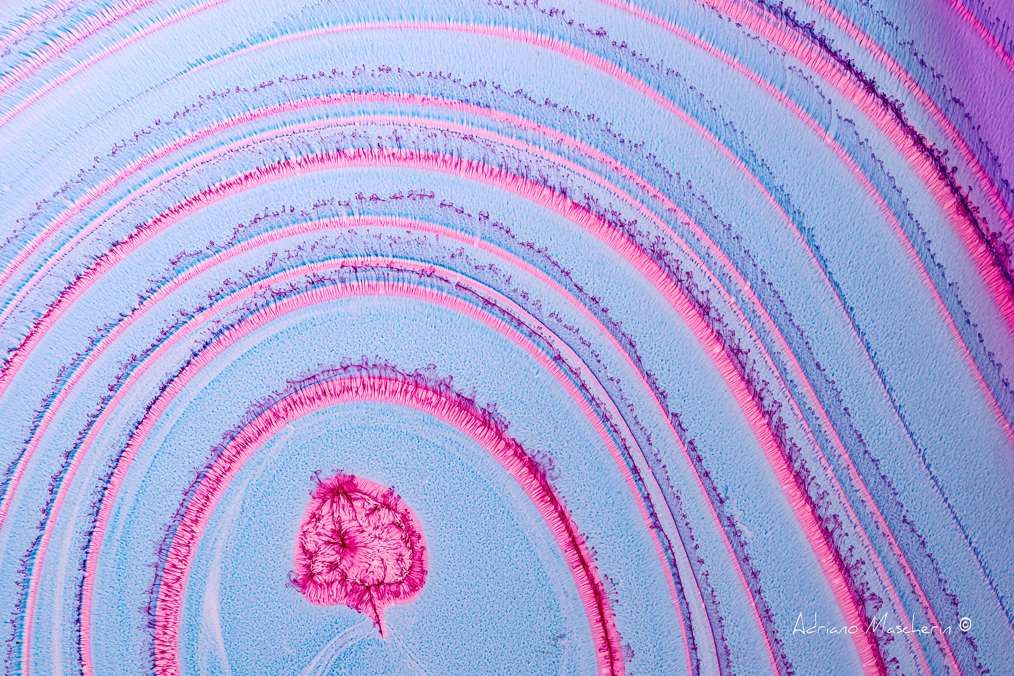 Dilutions concentric