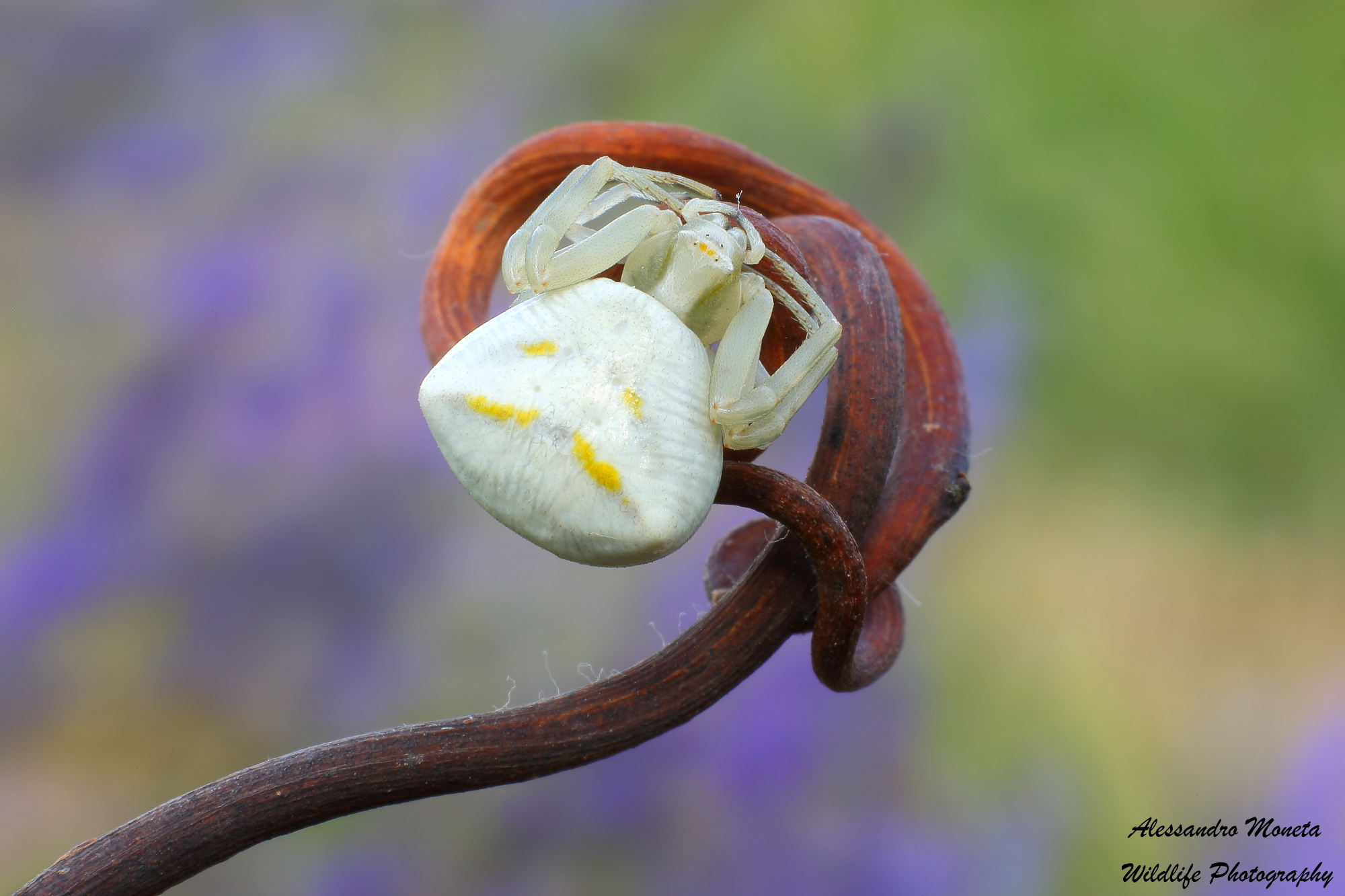 Arac ... Name ... Name ... Nide