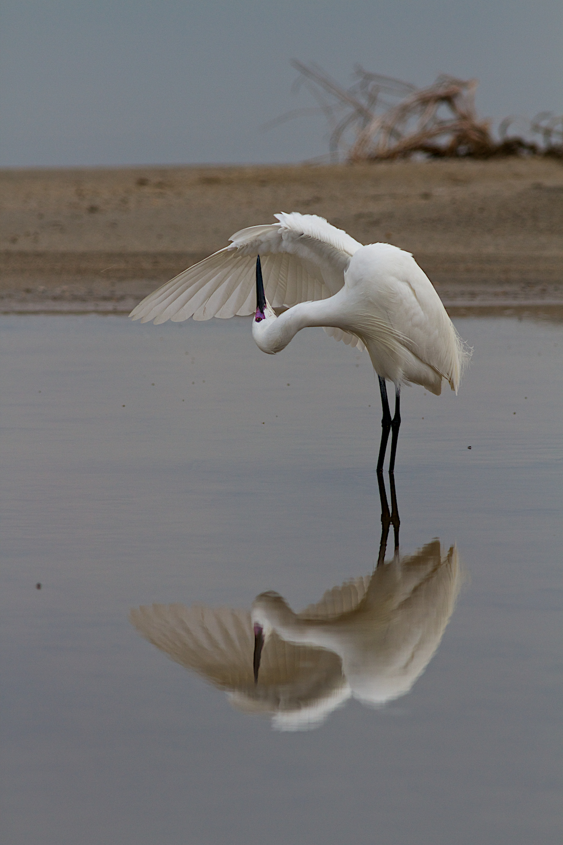 Garzetta allo specchio