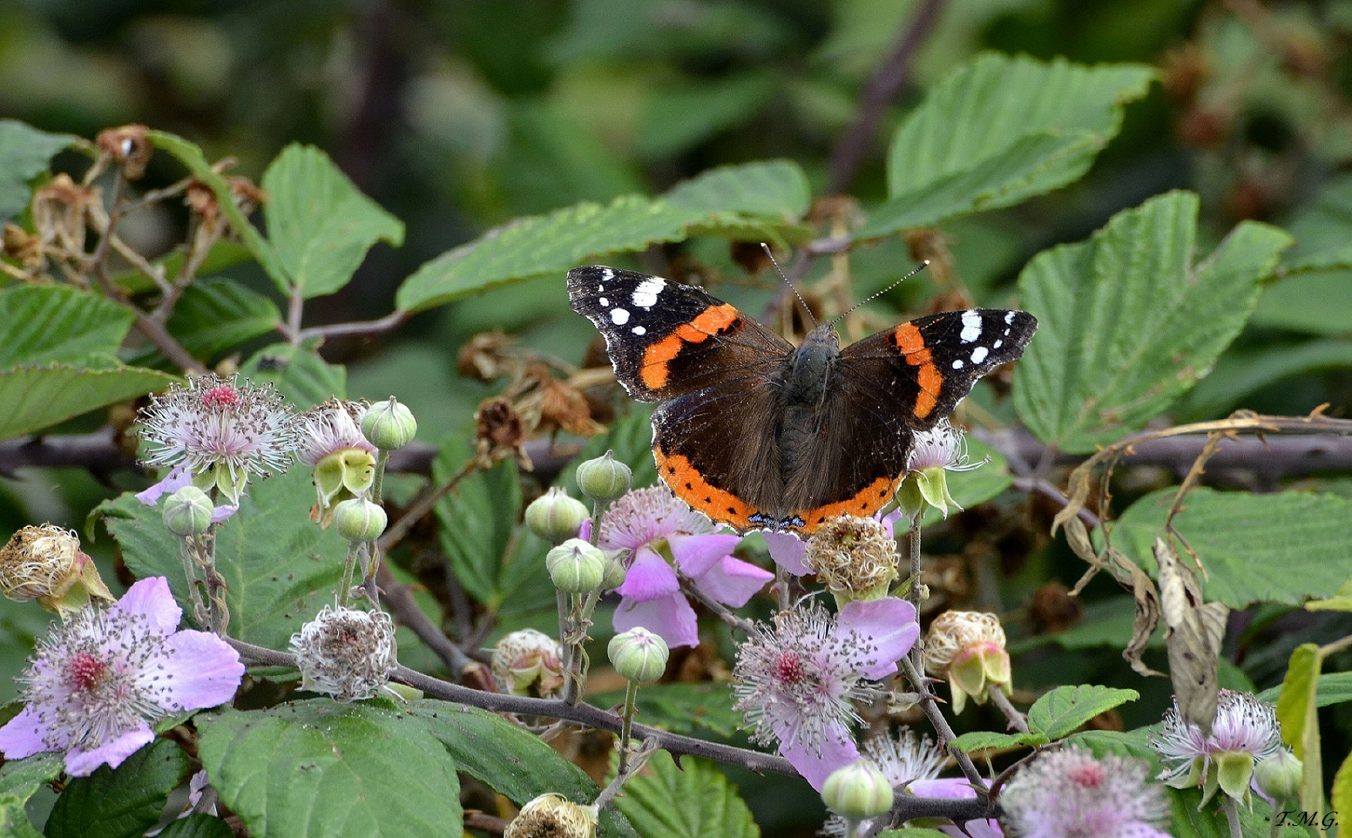 Attenta alle spine !!!