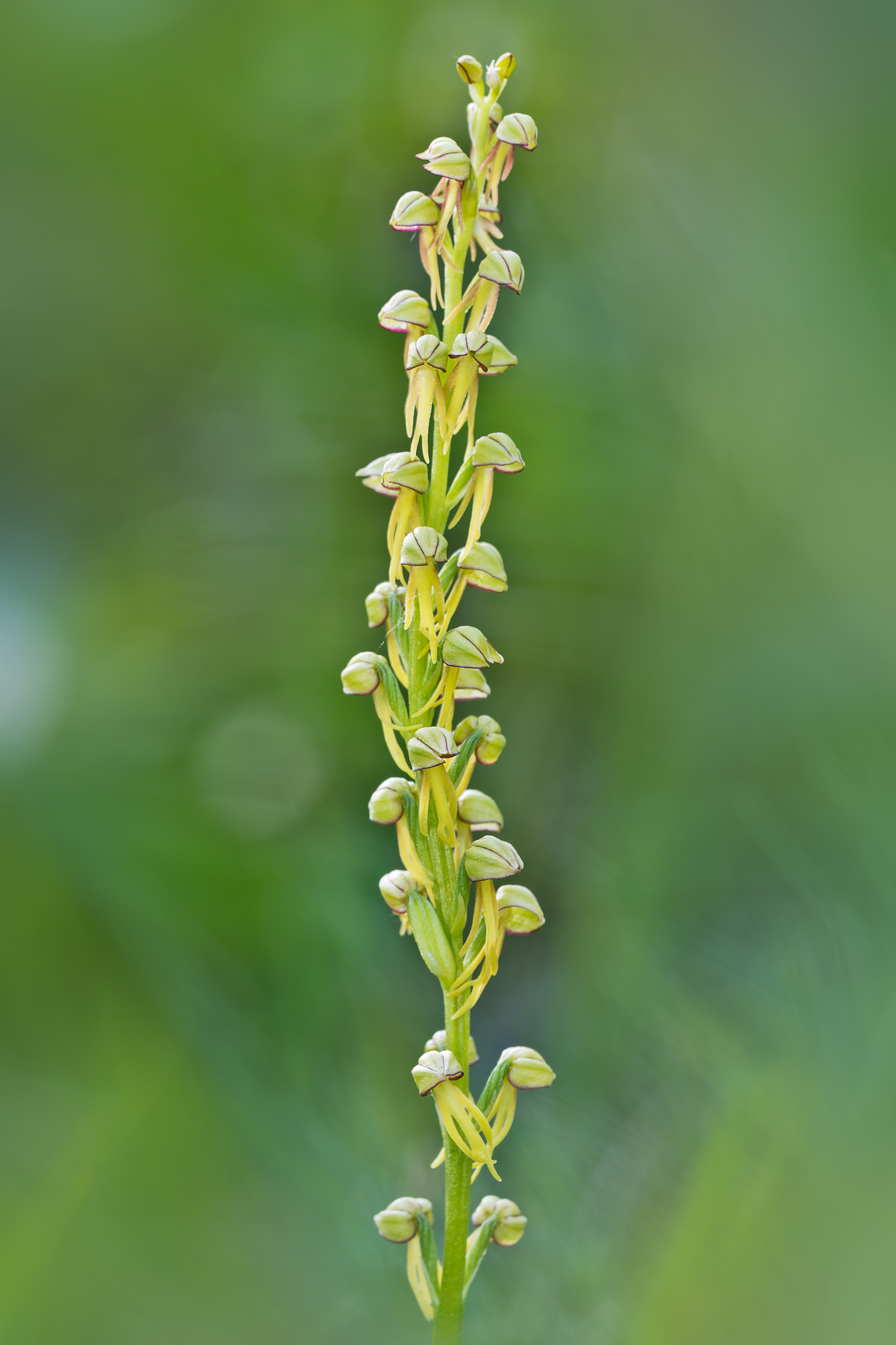 Orchis anthropophora (l.) All., 1785 - Orchidaceae