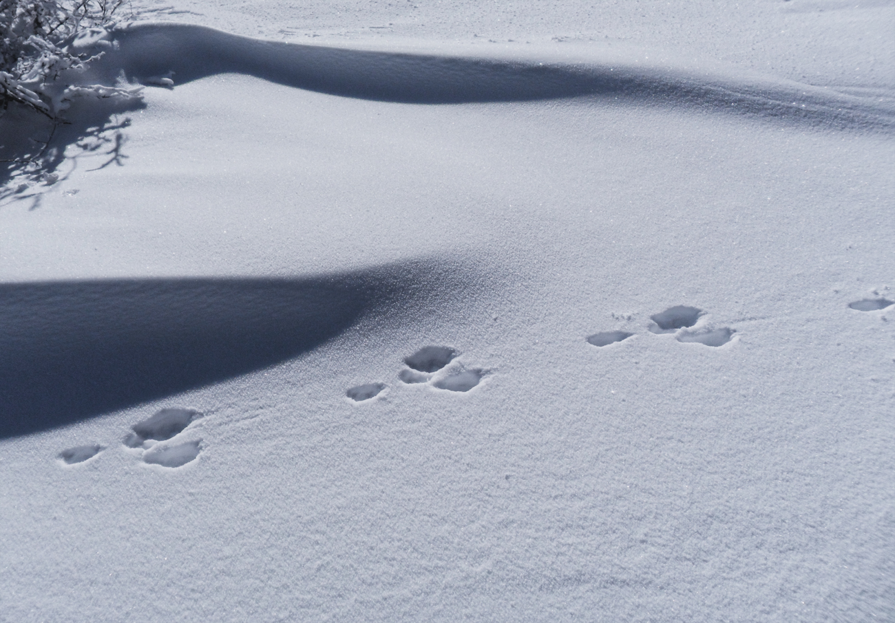 Hare tracks